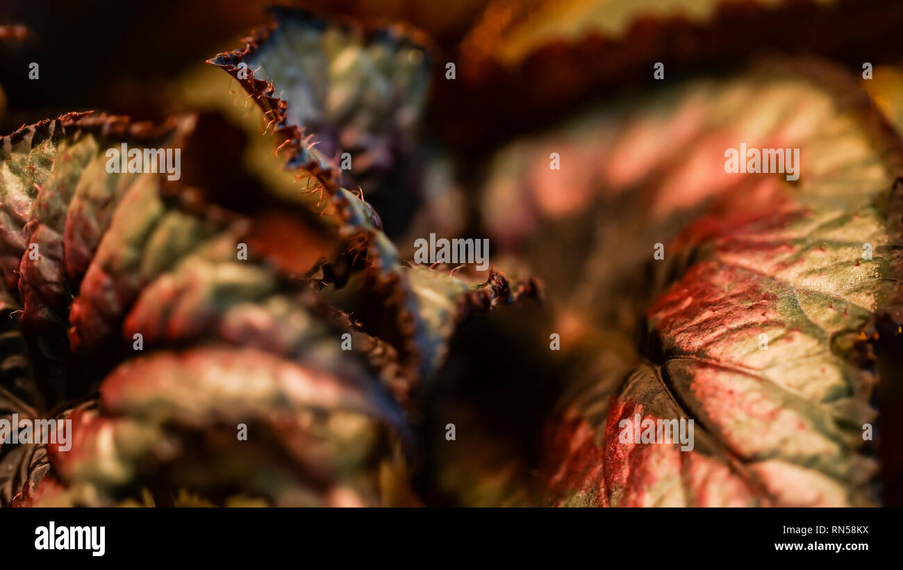 Begonia close up Foto Stock