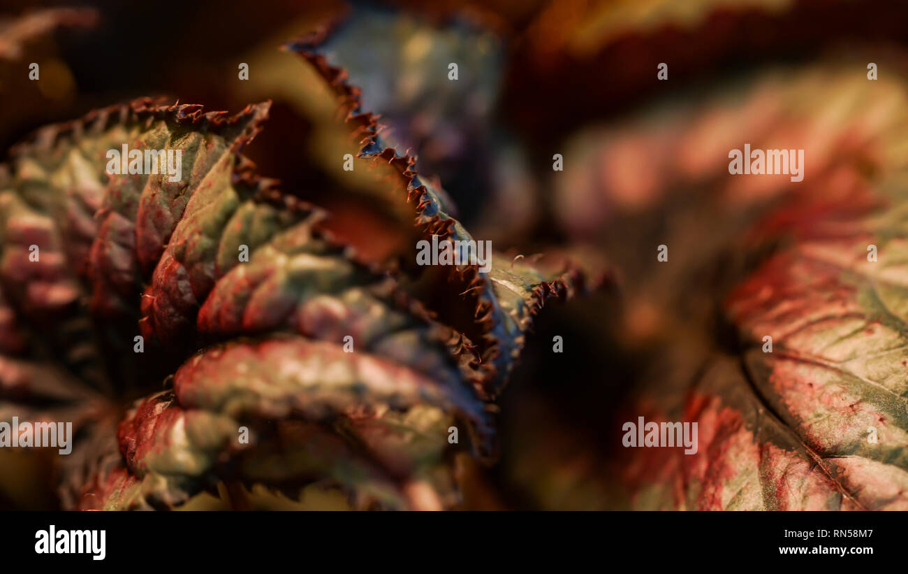 Begonia close up Foto Stock