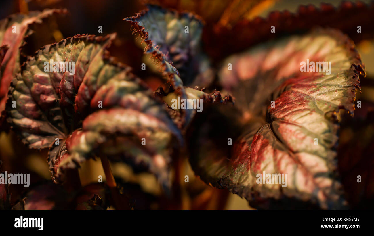 Begonia close up Foto Stock
