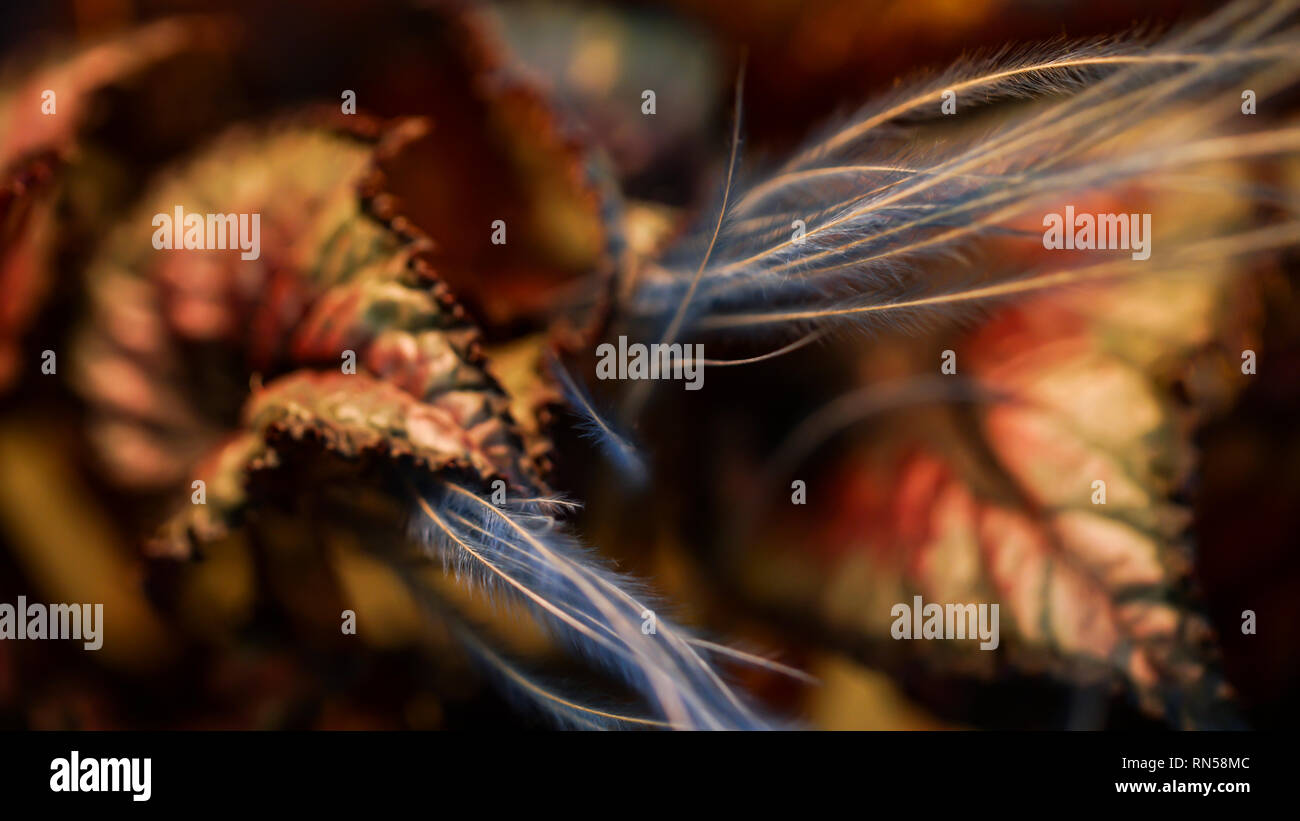 Begonia close up Foto Stock