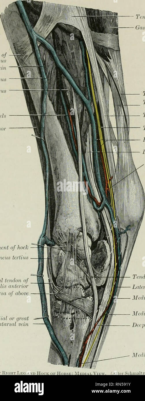 . L'anatomia di animali domestici. Anatomia Veterinaria. Posteriore arteria tibiale 677 laterali arteria tarsale (A. tarsea lateralif?) passa verso l'esterno fra la tibia e il flessore profondo della cifra e è distributeil alla superficie esterna del garretto. Inseilion tibiale tibiale posteriore lungo ussih ho itiitboi legamento mediale del garretto Peroneus tcrtius mediale del tendine anteriore tibiale Contorno di bursa di sopra o mediale grande vena metatarsale Fig. oS3.-dissezione della gamba destra e Hoi. Tendine del tendine semitendinoso Gastroenemius (testa mediale) tendine del gastrocnemio del tendine flessore supcrjieial Tor. Foto Stock