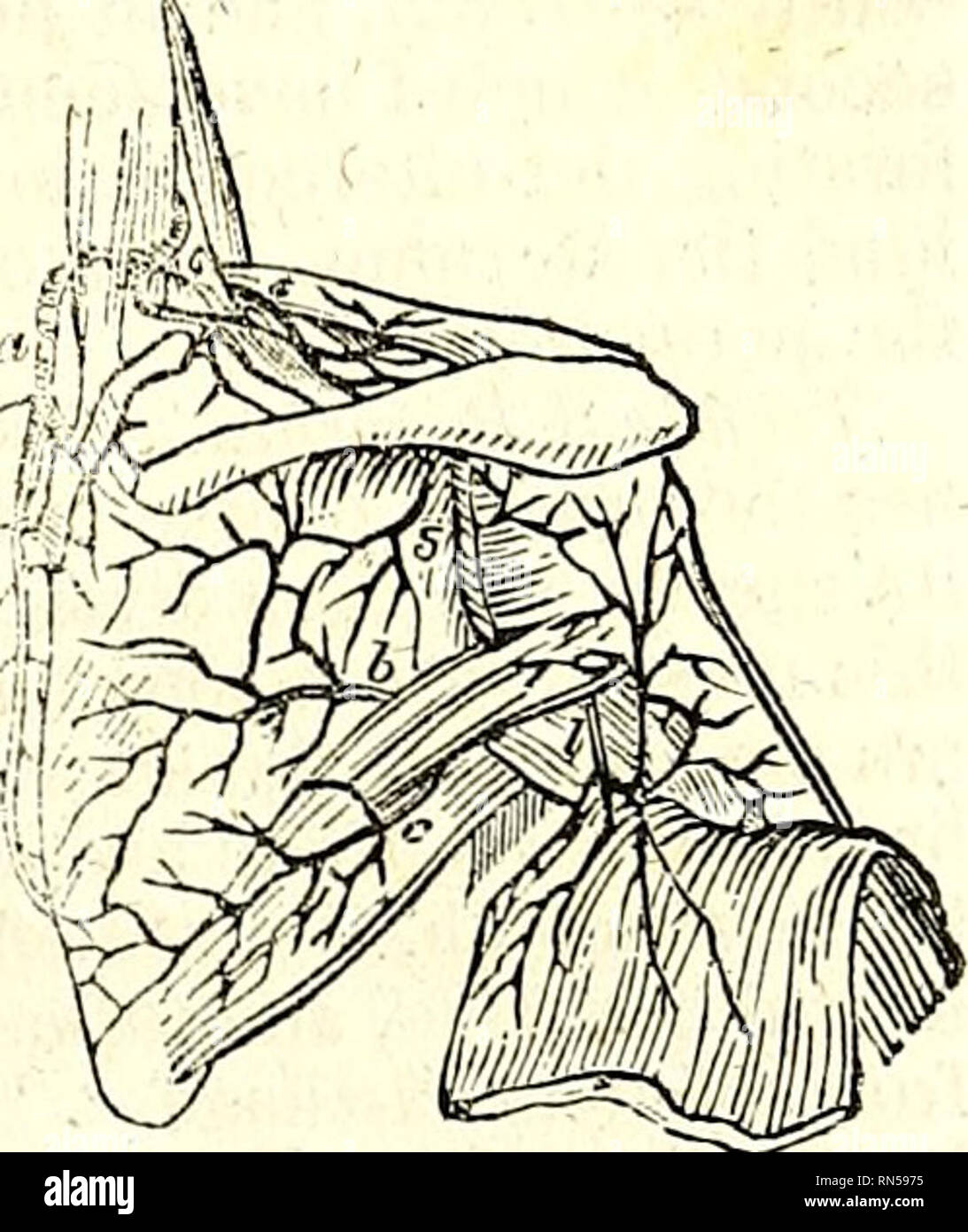 . La parte anatomica del corpo umano. Anatomia umana; Anatomia. L'arteria mammaria interna. 539 leni, talvolta tra di loro, ma più comunemente sul lato esterno di questi muscoli :* nel primo caso essa spesso si stacca da un tronco comune con la tiroide inferiore e in altri due casi da un tronco comune con il sovra-scapolare. Esso passa trasversalmente e in modo un po' tortuoso modo verso l'esterno, attraverso i nervi del plesso brachiale, e talvolta attraverso il scalenus posticus, e le curve indietro verso la poste- rior angolo superiore della scapola. Quindi, opposta alla levator anguli scapole, Foto Stock