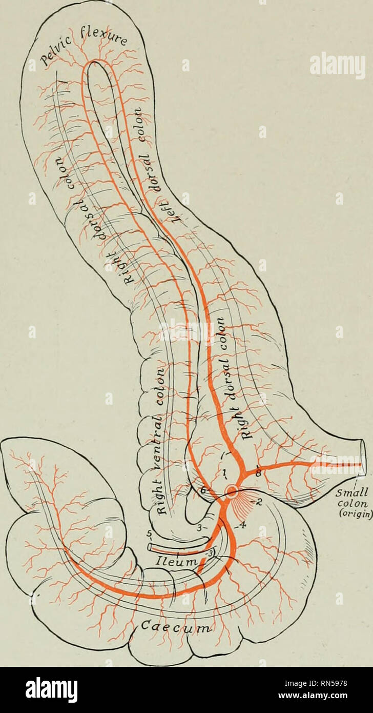 . L'anatomia di animali domestici. Anatomia Veterinaria. Rami della aorta addominale 663 (2) rami di milza (Rami lienales), che immergersi nella sostanza della milza. (3) brevi rami gastrici (Aa. gastricae breves), che passano nel tratto gastro-omento splenica per la maggiore curvatura dello stomaco, dove essi bifurcate e anas- tomose con i rami delle arterie gastrico. (4) sinistra gastro-epiploic. Fig. 574.-piano di rami di capo della sezione anteriore arteria mesenterica di Hobse. / Il moncone di anteriore arteria mesenterica; 2, monconi di arterie del piccolo intestino; 3, laterale cffical ar Foto Stock