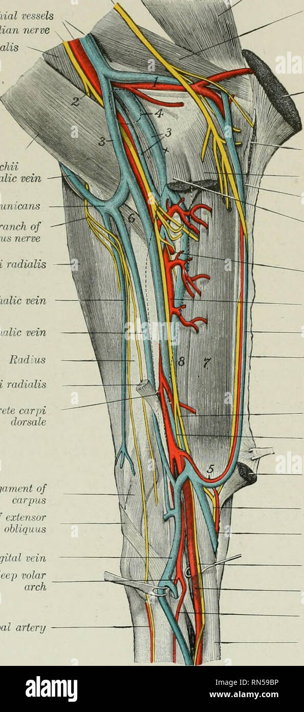 . L'anatomia di animali domestici. Anatomia Veterinaria. L'arteria brachiale 653 confine dell'estensore carpi e forniture di ramoscelli cutaneo. Anastomosi si verificano con il ulnare e ricorrenti arterie interosseous. Il punto di origine è incostanti e non è raro trovare due arterie invece di uno. Spesso una grande liranch per la profonda posteriore muscolo pettorale è staccato vicino all origine o deriva dal direttamente brachiale. Nervo ulnare BrdcJiial i'es. Median ner Coraco-brachialis bicipite brachii vena cefalica Vena communicans Cuianeoxis ramo del muscolo-culaneous estensori del nervo carpi Foto Stock