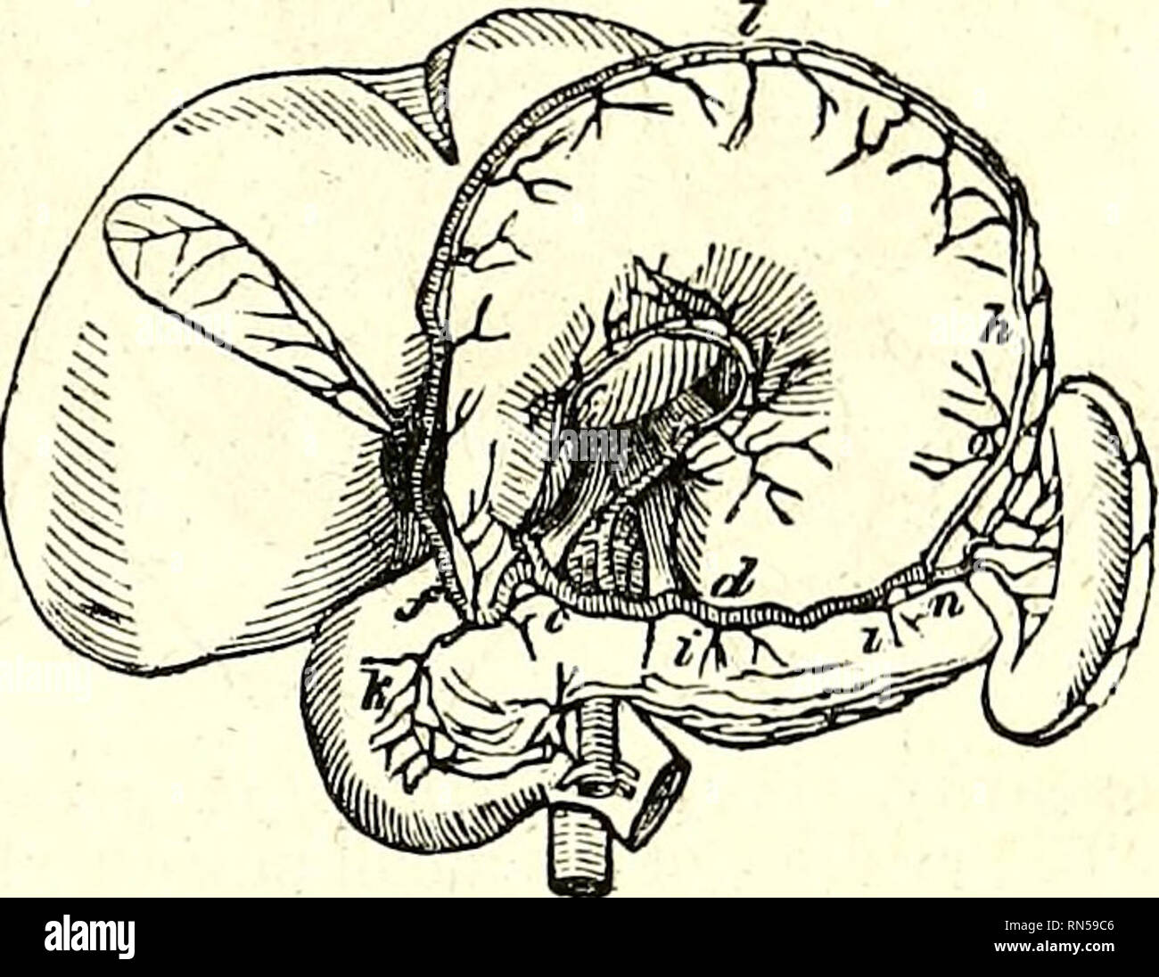 . La parte anatomica del corpo umano. Anatomia umana; Anatomia. THj: splenici e mesenterica superiore arterie. 509 passano verso il basso parallelamente all'altro, senza avvolgimenti, la sostanza dei due strati anteriore del grande omento, vengono riflessi verso l'alto in corrispondenza del suo bordo inferiore, così come i due strati sono essi stessi, e li accompagnano per quanto riguarda il colon trasverso, a cui essi sono distribuiti. L'arteria cistica '{i, fig. 200) è un piccolo recipiente che quasi sempre si pone dalla parte destra del terminal divisioni dell'arteria epatica, raggiunge il collo di gallo-blad- der, e si divide in Foto Stock