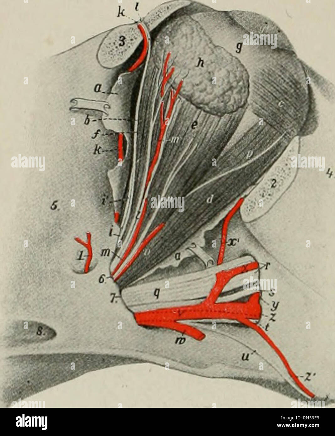L'anatomia di animali domestici. Anatomia Veterinaria. 646 sangue-SISTEMA  VASCOLARE DEL CAVALLO panum, forma un arco arountl la membrana tympani, e  alimenta l'orecchio medio e i suoi muscoli. La superficialità arteria  temporale