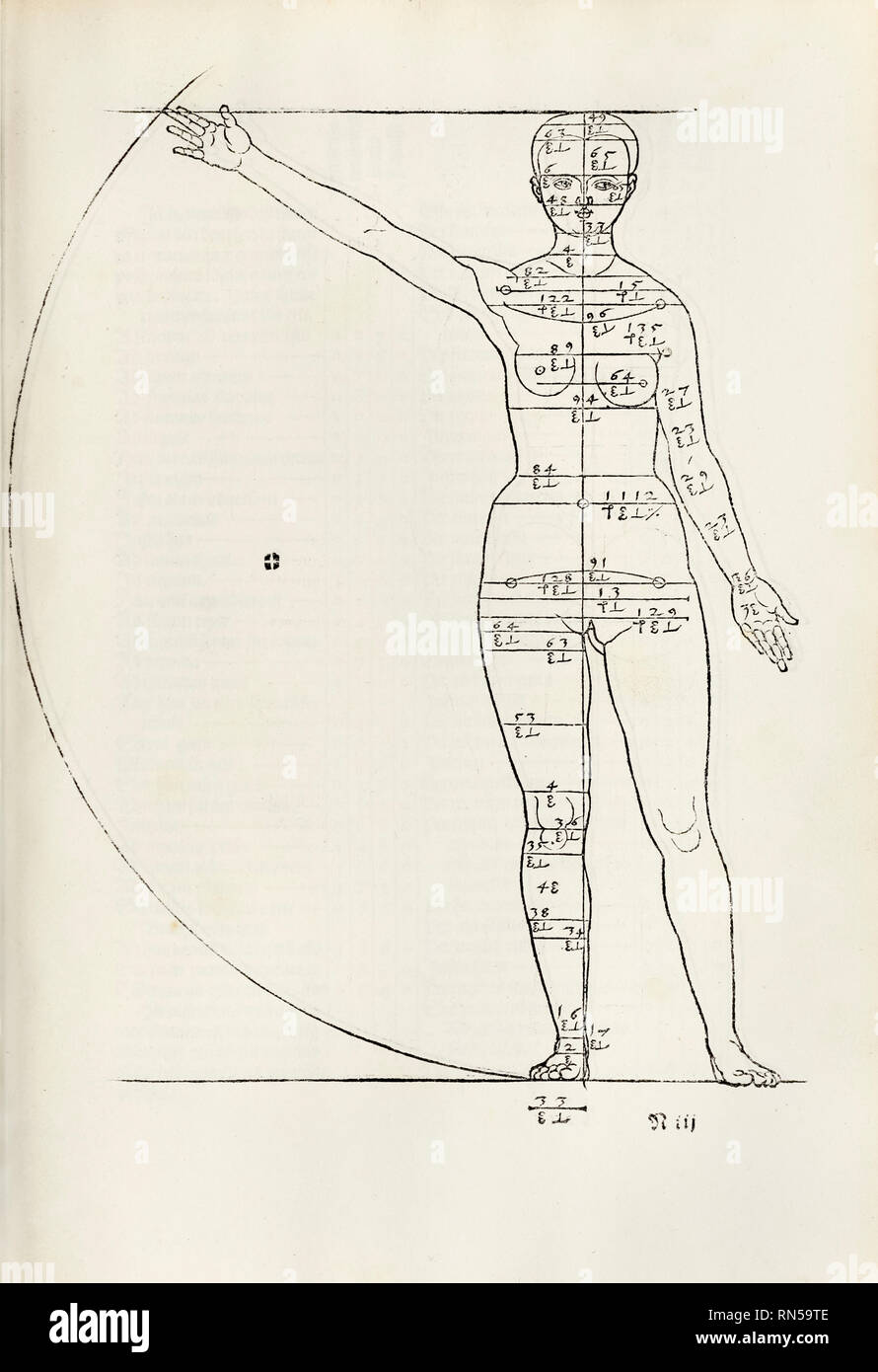 Femmina xilografia anatomica da 'Hierinn sind begriffen vier bücher von menschlicher proporzione" da Albrecht Dürer (1471-1528) a lavorare circa la proporzione del corpo umano in primo luogo pubblicato in 1528. Foto Stock