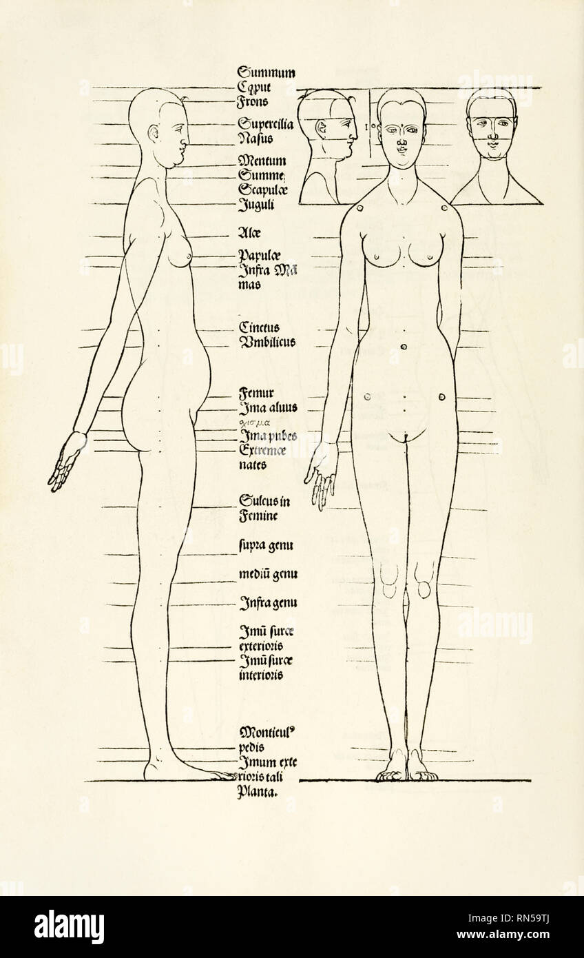 Illustrazione su legno «Female Human proportion» dell’artista tedesco Albrecht Dürer (1471-1528) che mostra studi anatomici sulla proporzione del corpo umano da «Hierinn sind begriffen vier Bücher von menschlicher proportion» [quattro libri sulla proporzione umana]. Fotografia di una prima edizione originale del 1528. Crediti: Collezione privata / AF fotografie Foto Stock