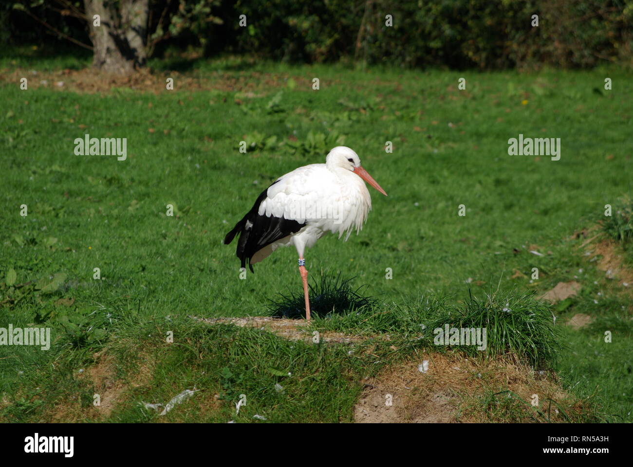 Stork standingan prato Foto Stock