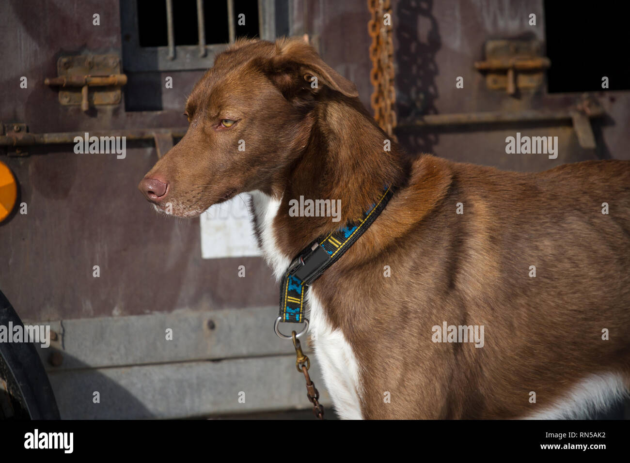 Alaskan Husky @ Sled Dog Race, Repubblica Ceca Foto Stock