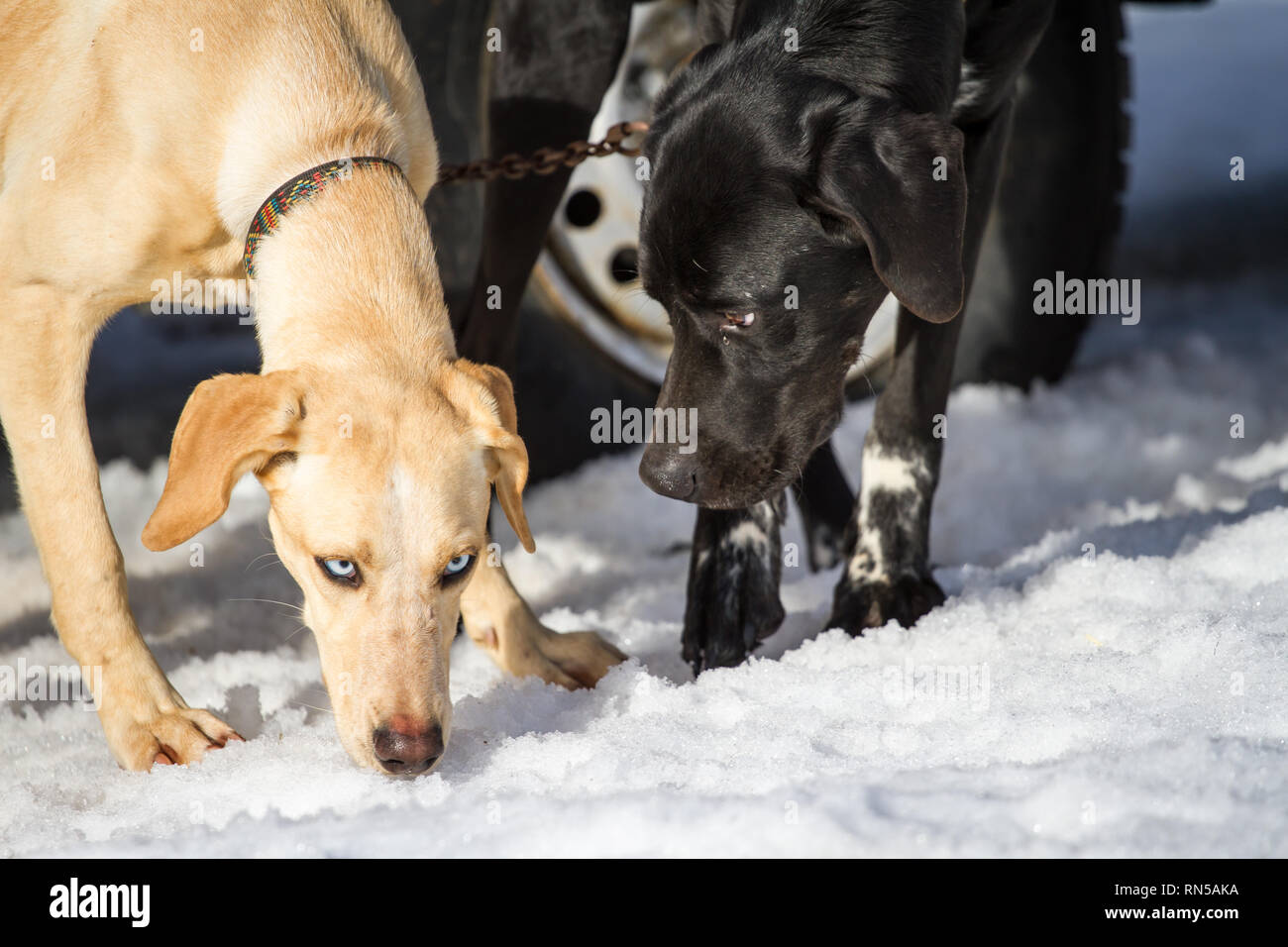 Alaskan Huskies @ Sled Dog Race, Repubblica Ceca Foto Stock