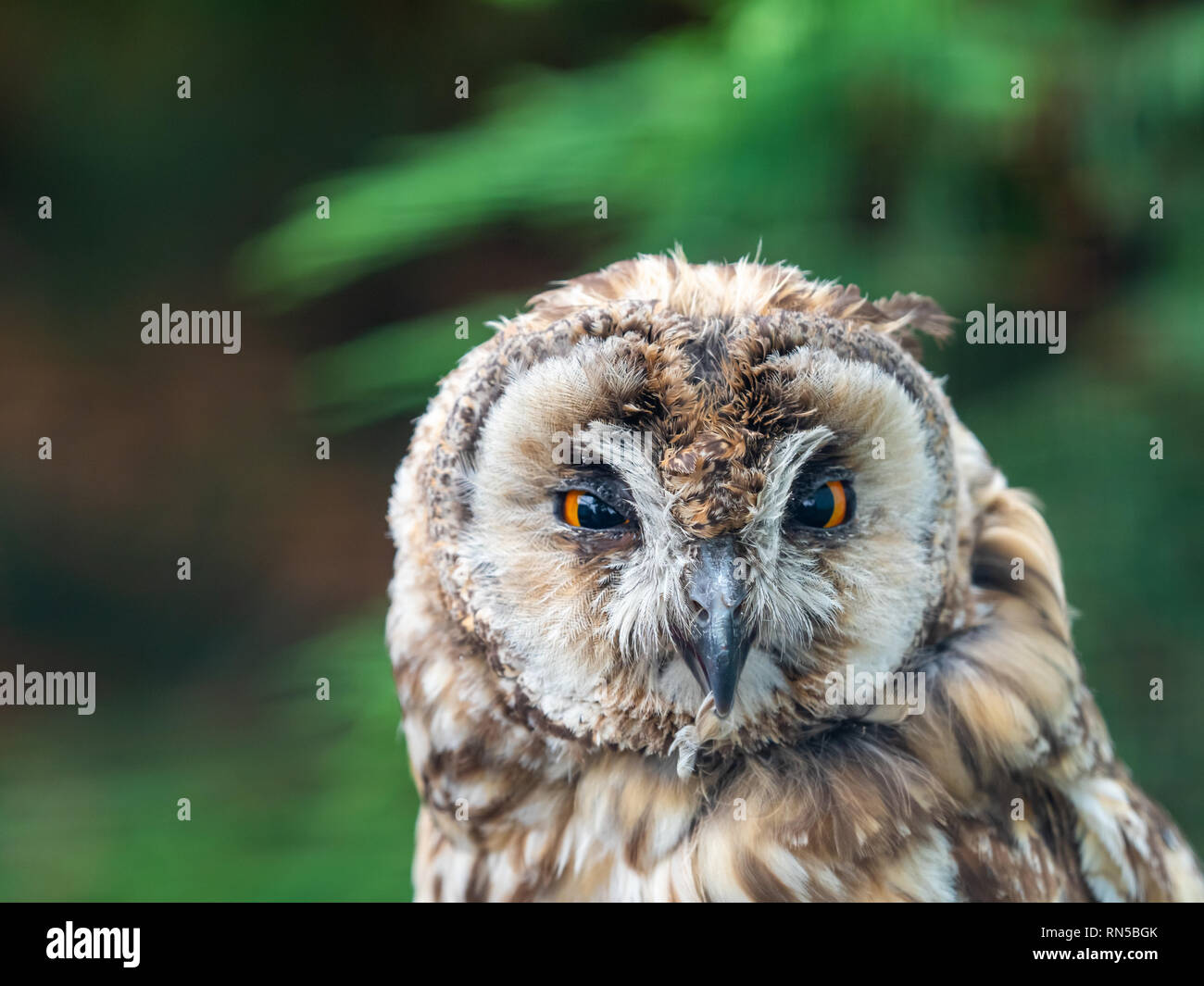 Long Eared Allocco (Strix otus) Foto Stock