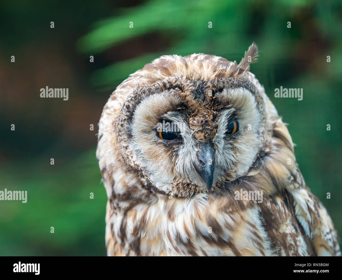 Long Eared Allocco (Strix otus) Foto Stock