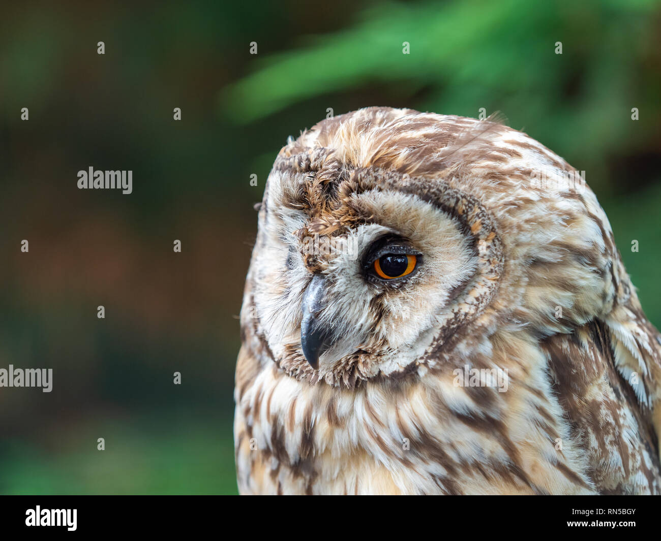 Long Eared Allocco (Strix otus) Foto Stock