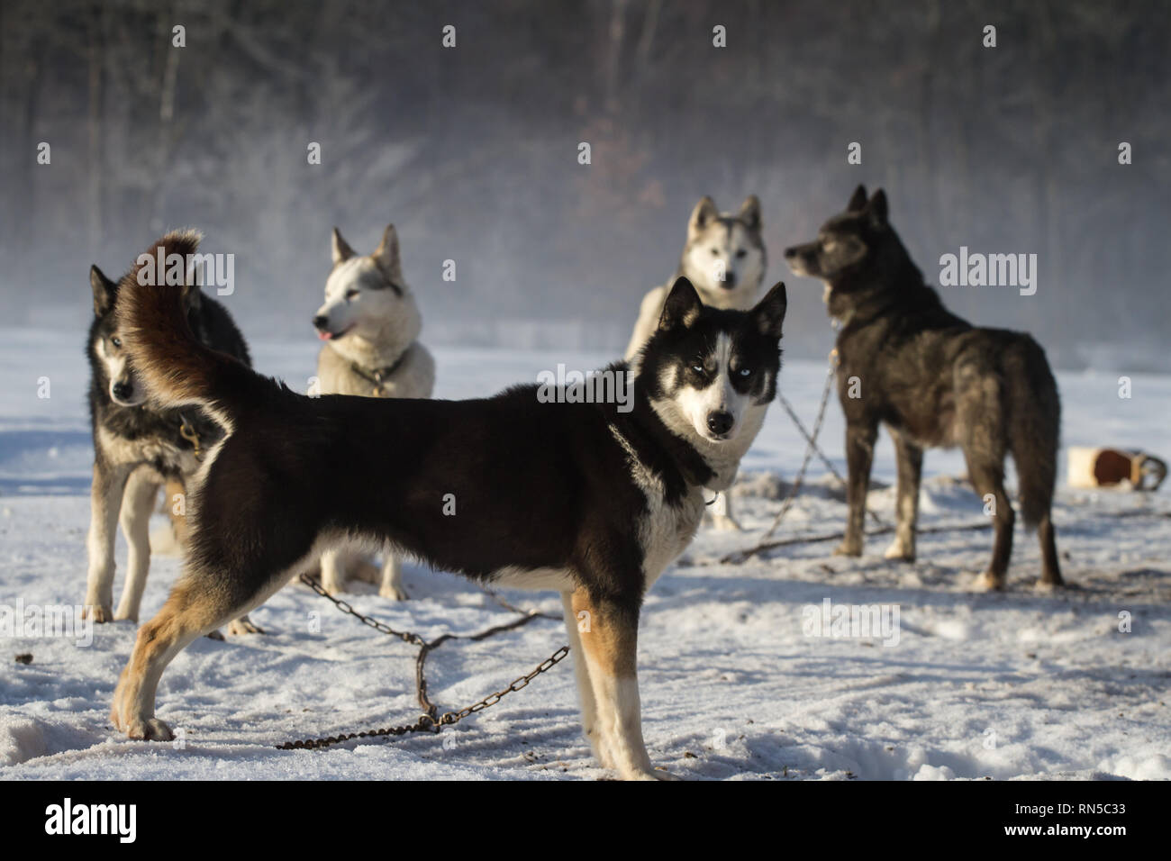 Siberian Husky prima di Sled Dog Race, Repubblica Ceca Foto Stock