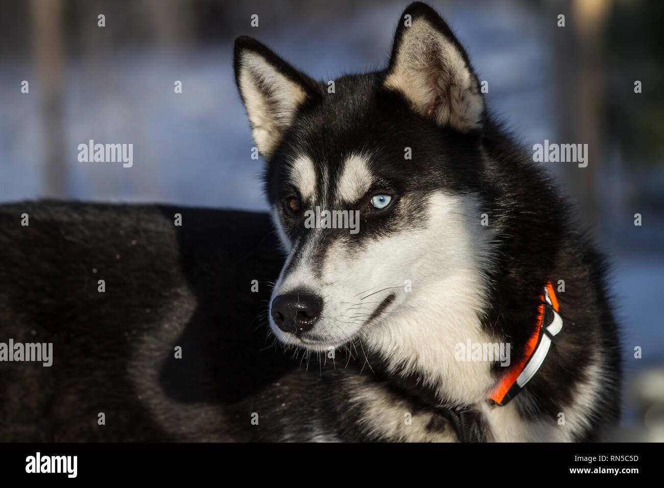 Siberian Husky prima di Sled Dog Race, Repubblica Ceca Foto Stock