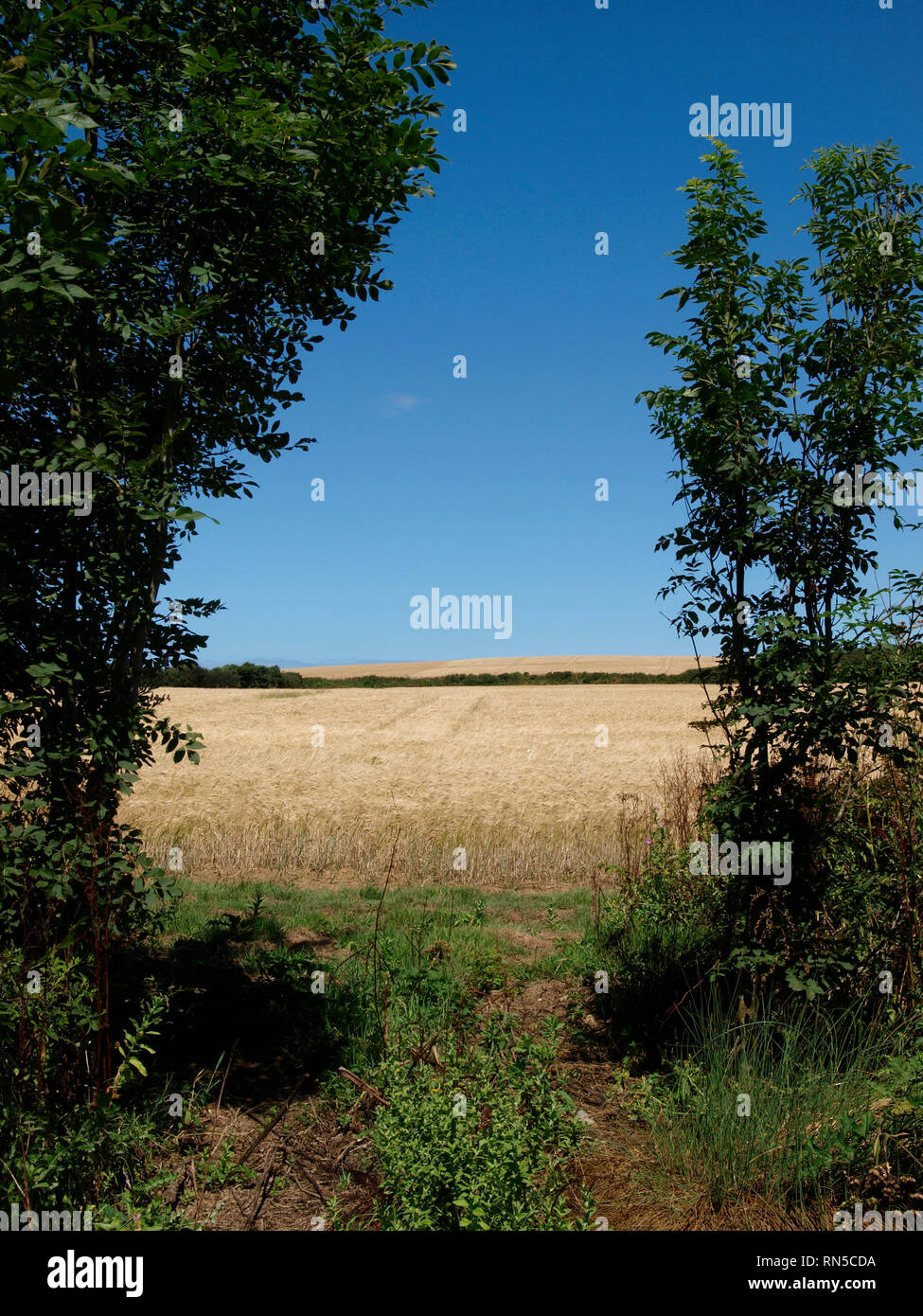Vista attraverso gli alberi di campo, Cornwall, Regno Unito Foto Stock