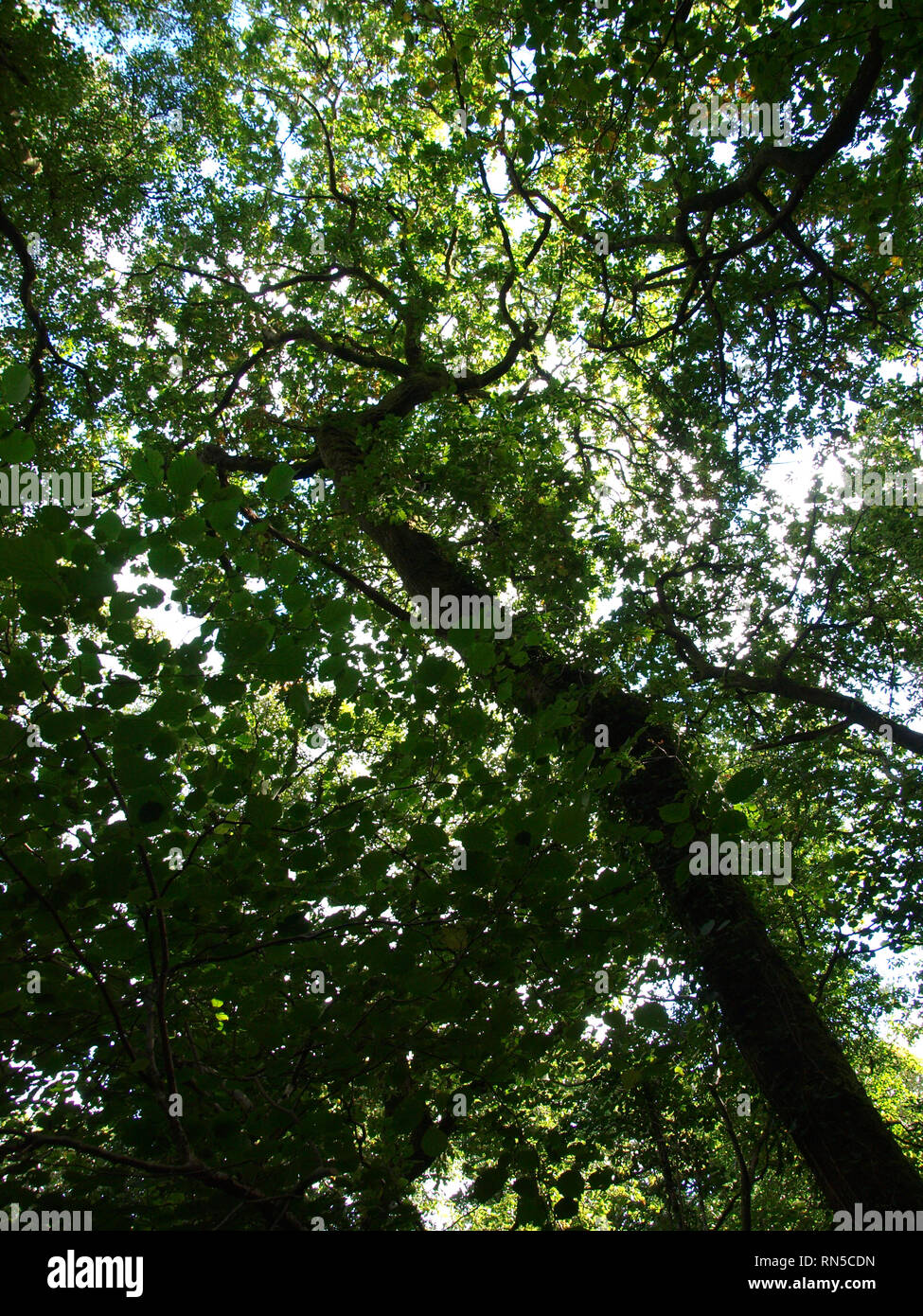 Guardando verso l'alto l'albero canopy, REGNO UNITO Foto Stock