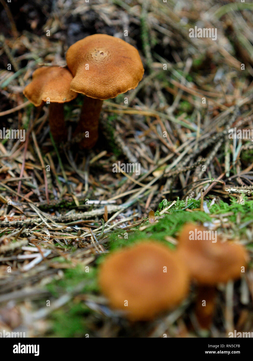 Cortinarius rubellus, letale webcap, funghi, REGNO UNITO Foto Stock