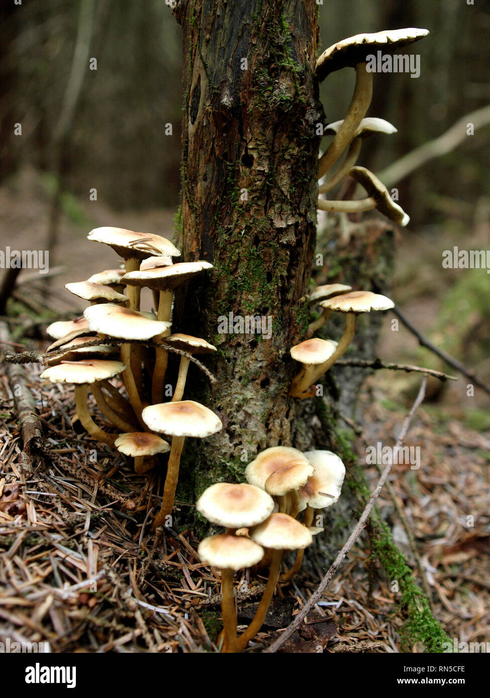 Ciuffo di zolfo, Hypholoma fasciculare, funghi, REGNO UNITO Foto Stock