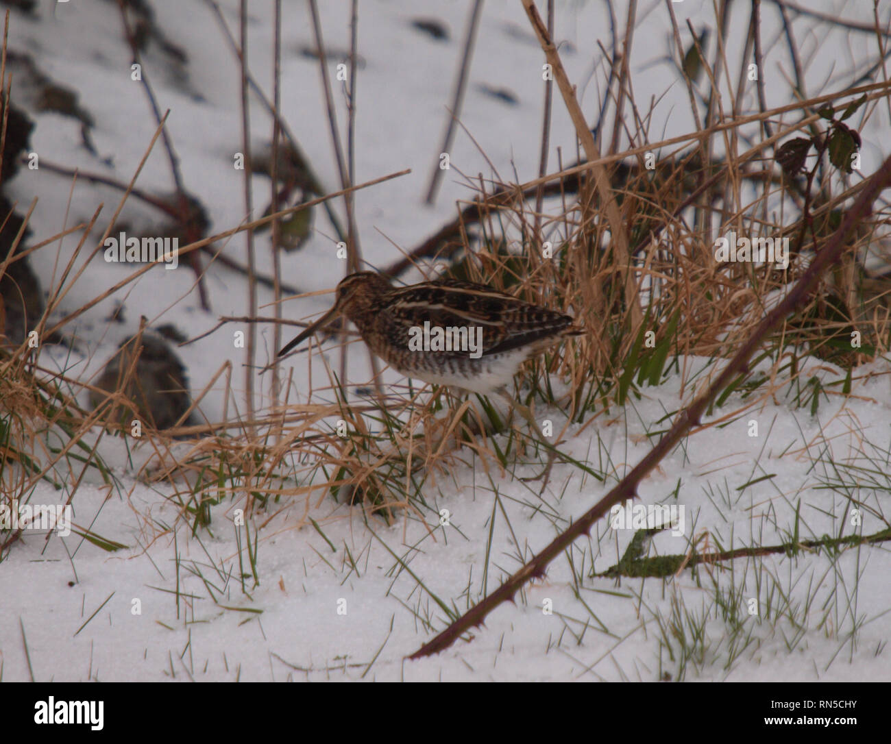 Snipe, Gallinago gallinago nella neve, Cornwall, Regno Unito Foto Stock