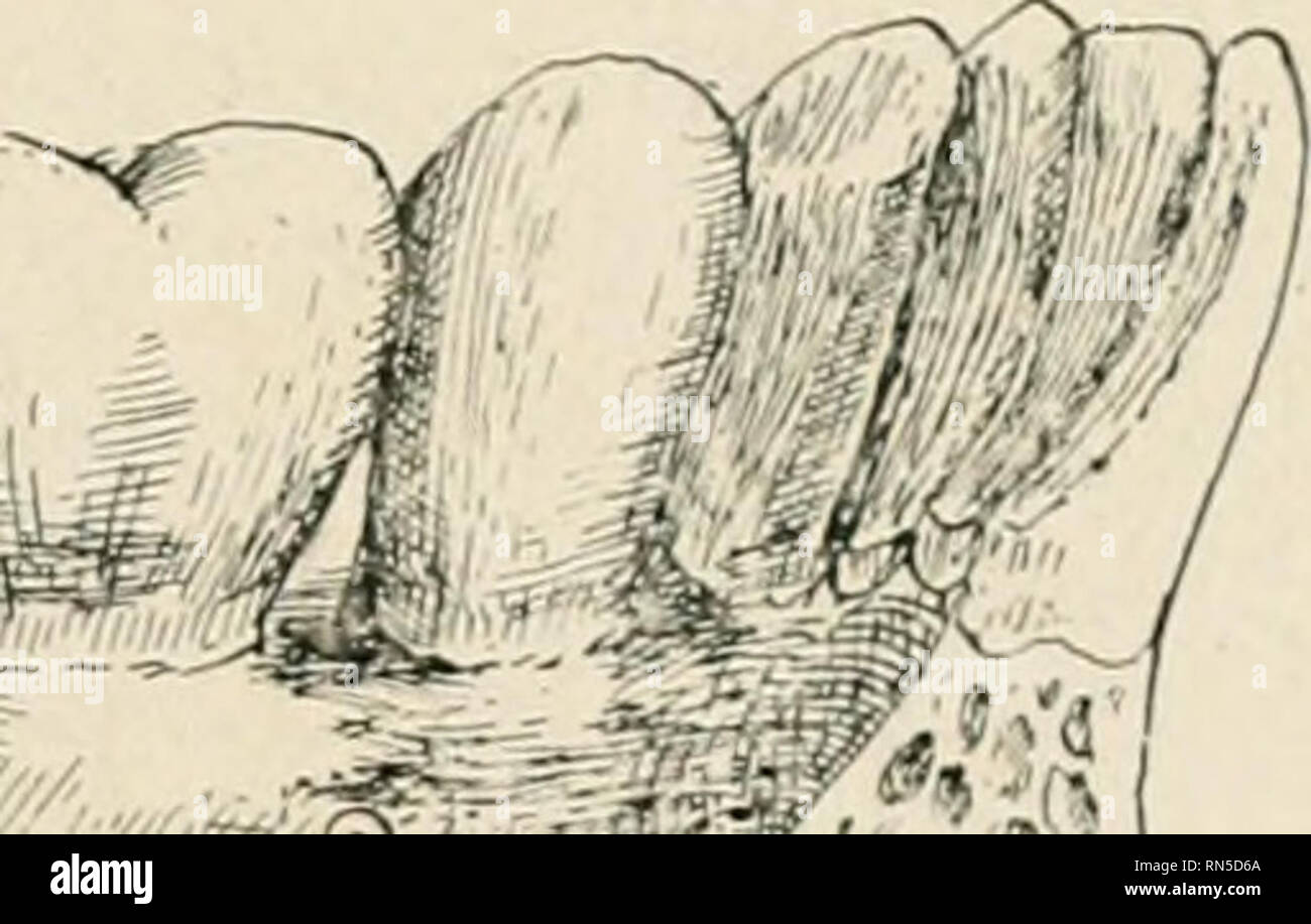 . Anatomia in poche parole : un trattato di anatomia umana nella sua relazione di osteopatia. Anatomia umana; medicina osteopatica; medicina osteopatica; Anatomia. Scanalature LIG'MTS.LTr. J-mandibolari della colonna vertebrale. K-forame mandibolare L-SPHENO-me'R LIG STOT. M-STYLO-me'R LIG'WT E-SUP. CONSTRICTOR. N-SCANALATURA PER SUBMAY'Y premistoppa. F-MYLO-HYOID. O-GR00VE PER SUBLING'L PREMISTOPPA G-GENI0-HYO-GL0SSUS.P-MYLO-scanalatura HYOID H-GENIO-HYOIDEUS. 3-MYLO-HYOID RIDGE. R-CAPSULE.. La superficie interna inferiore dell'osso mascellare. Lezione CLV. Vene. Ogni nave che lascia il cuore è chiamato un'arteria, e ogni vaso thai entra nel sentire Foto Stock