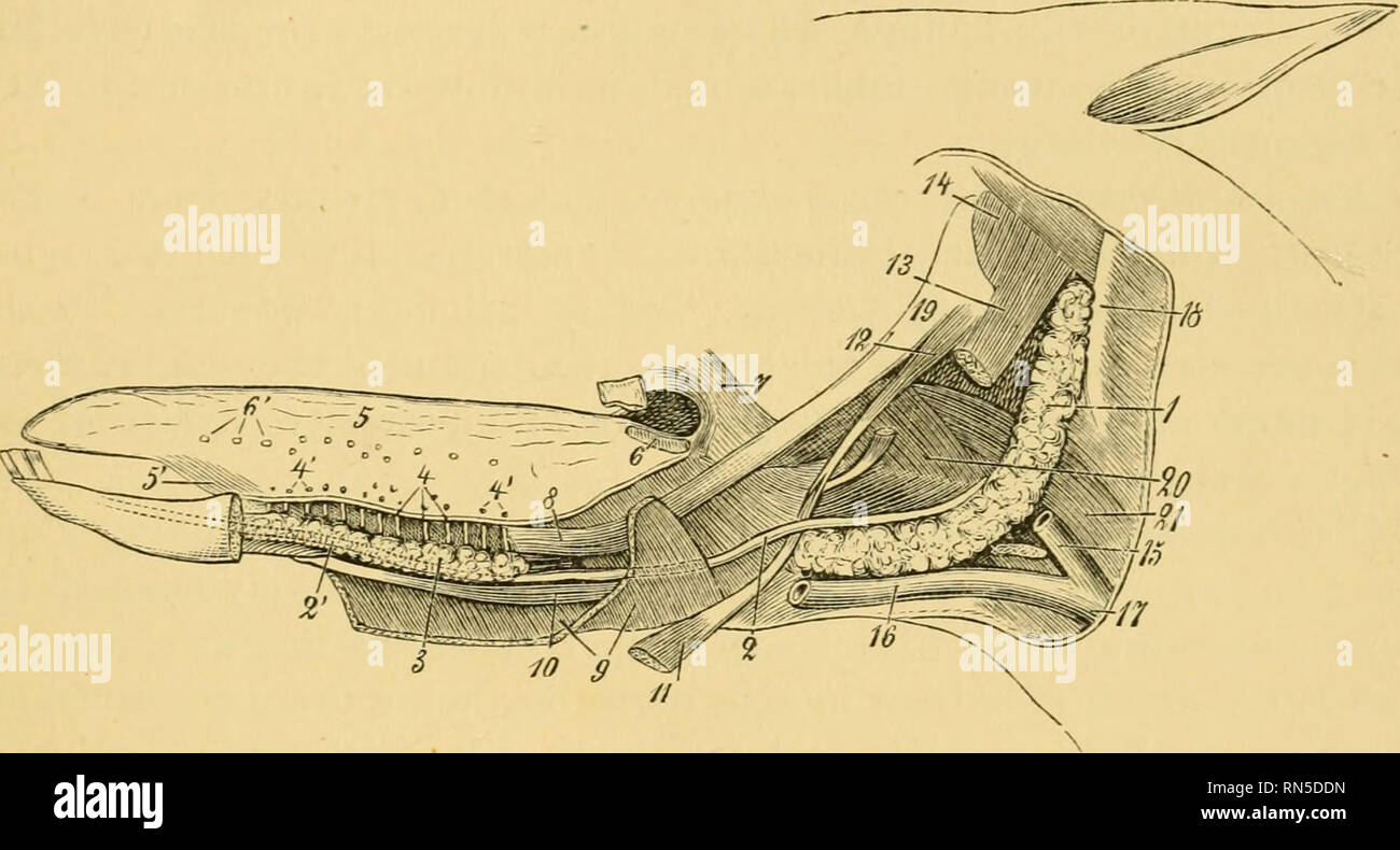 . L'anatomia del cavallo : una guida per dissezione. Cavalli; Cavalli -- anatomia. La dissezione della testa e del collo 201 semplice o cuscinetto papilla secondario?. Essi sono più grande sulla metà superiore del dorso (anteriore o superficie superiore), a cui essi danno una pila distinti. 2. La papilla Fungiform (Fig. 23, 6') sono a forma di testa di fungo, essendo- espansi al vertice, che reca papille secondario. Essi sono sparsi lungo il dorso ed i fianchi della lingua, essendo più numerosi nella sua porzione centrale. 3. Il Papillce Circumvallate sono generalmente in numero di due e sono poste sul dorso, uno su ogni s Foto Stock