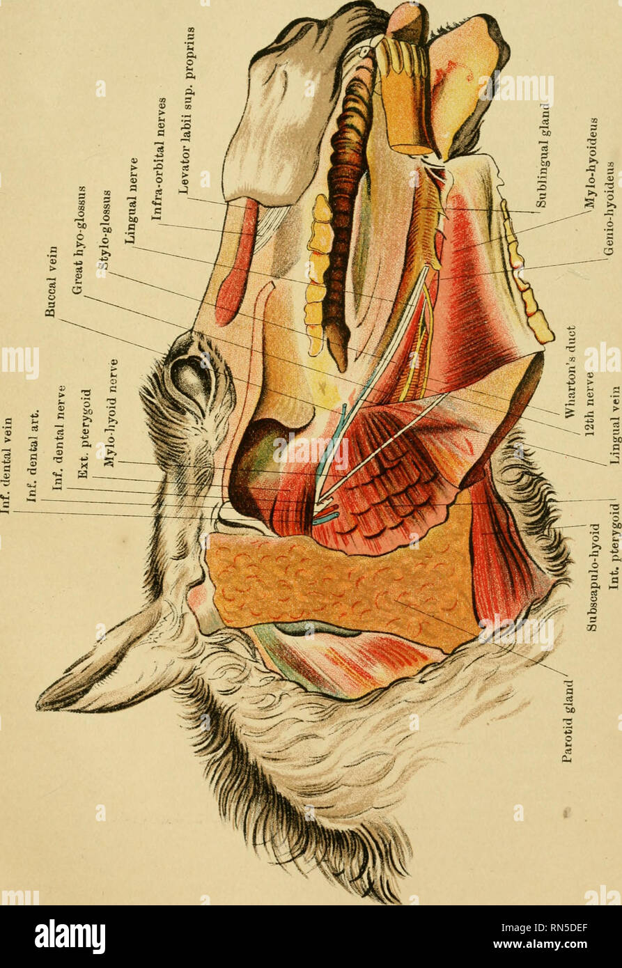 . L'anatomia del cavallo : una guida per dissezione. Cavalli; Cavalli -- anatomia. . Si prega di notare che queste immagini vengono estratte dalla pagina sottoposta a scansione di immagini che possono essere state migliorate digitalmente per la leggibilità - Colorazione e aspetto di queste illustrazioni potrebbero non perfettamente assomigliano al lavoro originale. McFadyean, Giovanni, Sir, 1853-1941. Edinburgh : Johnston Foto Stock