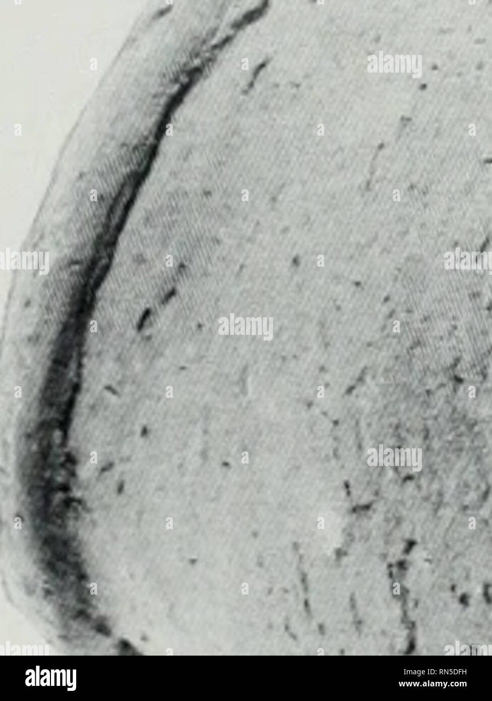 . Antico Egitto. Egittologia. S.l sopra) Buff ware jar con design a spirale in redpigment. Xaqada 11. 'Altezza 16,5 cm. #31472. 6. (Seguito) grezzi raw St-temprato ware vaso con base appuntita. Naqada III. Altezza 16,5 cm. #31470.. , L. Si prega di notare che queste immagini vengono estratte dalla pagina sottoposta a scansione di immagini che possono essere state migliorate digitalmente per la leggibilità - Colorazione e aspetto di queste illustrazioni potrebbero non perfettamente assomigliano al lavoro originale. Campo Museo di Storia Naturale. Chicago : il campo Museo di Storia Naturale Foto Stock