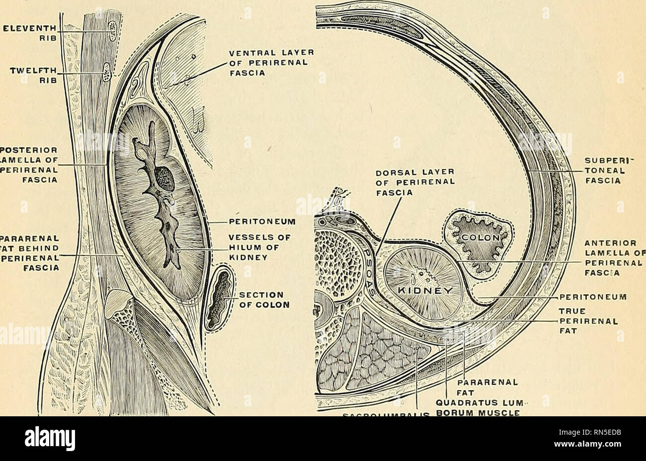 Anatomia, descrittivo e applicata. Anatomia. Fig. 1110.-le superfici  posteriori dei reni, che mostra le aree di rispetto al parietes.. Fig.  1111-sezione longitudinale che mostra la disposizione del frontalino renale.  (Dopo Gerota.)