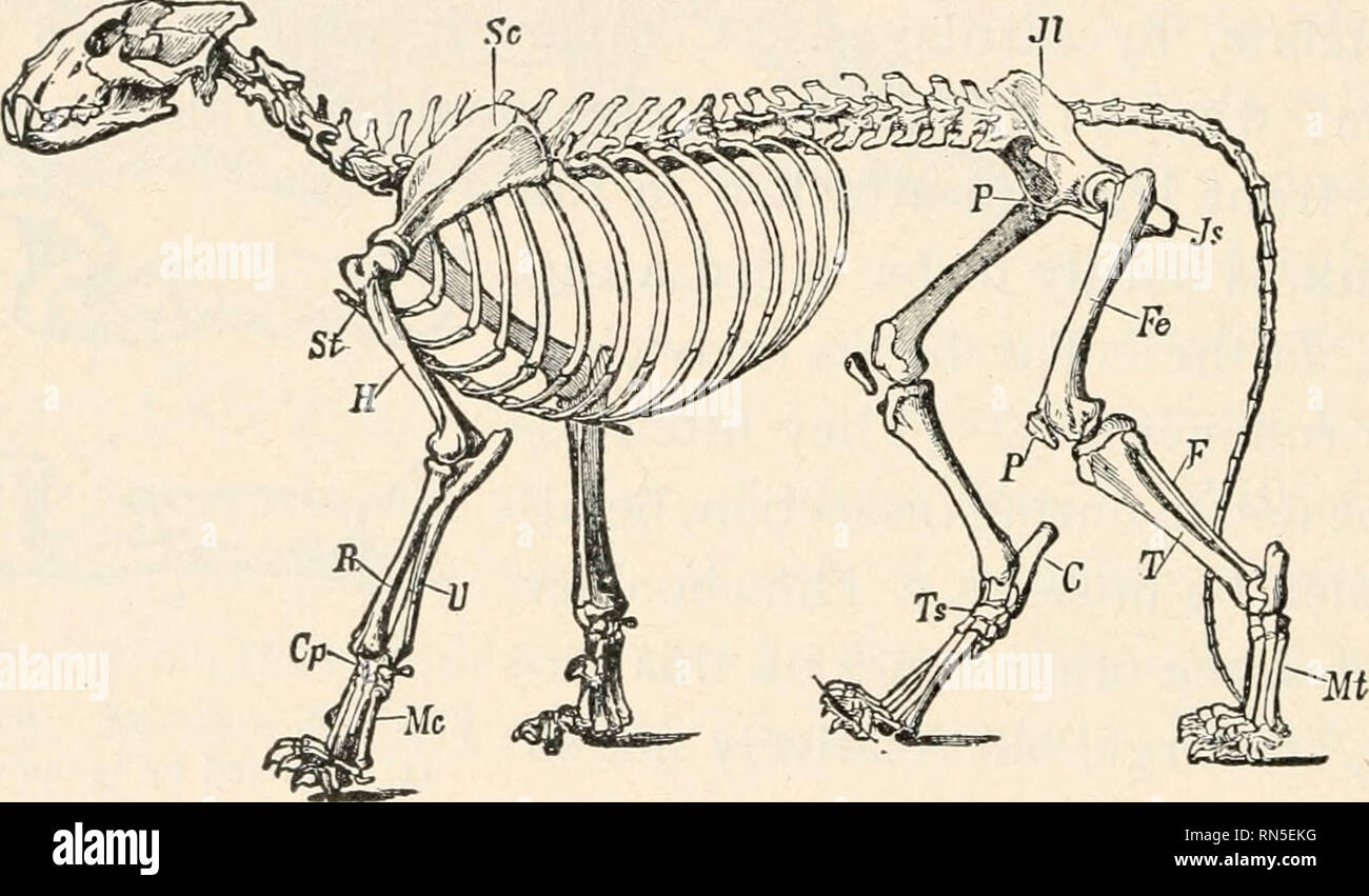 . Biologia animale; biologia umana. Le parti II &AMP; iii del primo corso di biologia. Biologia. Biologia Animale mostrato quando la mucca è stata classificata (p. 9). La loro cura per i giovani e la loro intelligenza e la loro capacità di sopravvivere quando si è in concorrenza con altri animali, provoca il mam- Malles essere considerata la più alta classe nel regno animale. In base a questi test, quale classe di vertebrati dovrebbe rango accanto a mammiferi? Confrontare il cuore, i polmoni, il sangue e la devozione dei genitori di queste due classi più alto di ani- Malles.. FIG. 339. -Scheletro di Lion (cat famiglia). I primi mammiferi, che erano un po' Foto Stock