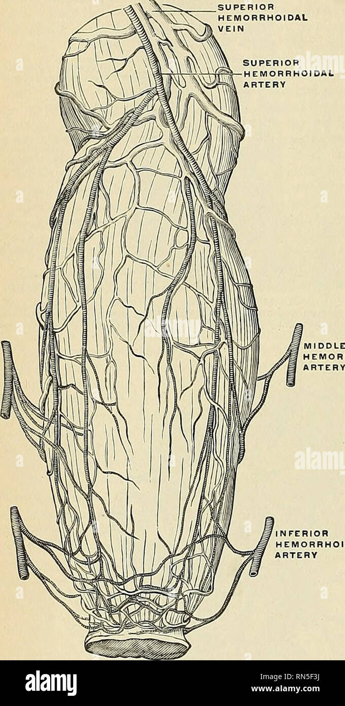 . Anatomia, descrittivo e applicata. Anatomia. 1312 gli organi della digestione coliche sinistro ramo della mesenterica inferiore e la flessura sigmoidea dai rami di sigmoide della mesenterica inferiore. Il retto (Fig. 1076) è fornito principalmente bj- il superiore hemor- rhoidal ramo della mesenterica inferiore, ma anche in corrispondenza della sua estremità inferiore a metà emorroidali dall'interno Uiac, e meno hemorhoidal dall'interno dell'arteria pudic. La superior emorroidali, il con- tinuation del mesen inferiore? Teric, si divide in due rami che corrono verso il basso su entrambi i lati del retto all'interno di abo Foto Stock
