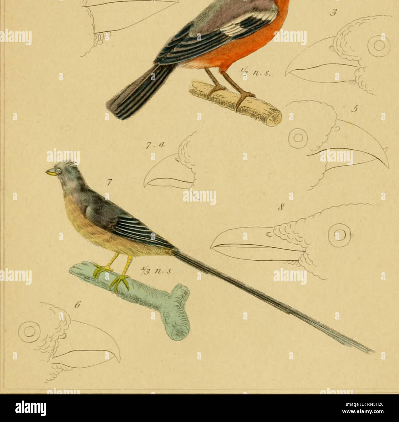 . Il regno animale, disposte secondo la sua organizzazione, che serve come base per la storia naturale di animali : e un'introduzione alla anatomia comparata (Vol. 1). Zoologia. ArLimnlELngdofn. AvesFl. 25. ^. "IyAas>.ioni,>Crcsheak oii. S.JSiUofAe Pitvliis ra/iaJmjnj-./Mitte Grosbeak canadese J 4i."Pyrvb.rxa. "Jt/</tiris.Bri,rs./T?i.rit/noiiBid/FI/ic/i/ J.BU/vfdte'Lu-xlsLCUi-virostra.LinJThefros-s-bUl) H.Sil/,se thr ("o-yixi'S enur/cator. 7-Cnliius /licenza RTU- BUI se f/t r Bin.lin!"iifiirana n. I'TJu Carni bovine immettere j Li'tn/su t'.UejlJfrs. Si prega di notare che queste immagini sono extracte Foto Stock