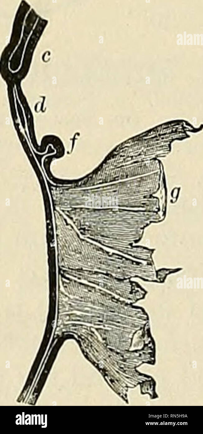 . Anatomia, descrittivo e applicata. Anatomia. Figg. 977 e 978.-una forma precoce del canale alimentare. In Fig. 977 una vista frontale e in Fig. 978 Un antero-posteriore sec- zione sono rappresentati, a. Quattro faringea o sacche viscerale. h la faringe, c, c. L'inizio dei polmoni, d. Il stom- ach. / /. I diverticoli collegato con la formazione del fegato, g. Il sacco vitellino, in cui la metà intestinale si apre la scanalatura. h. La cerva gut. (Da Kolliker, dopo Bischoff.). Si prega di notare che queste immagini vengono estratte dalla pagina sottoposta a scansione di immagini che possono essere state migliorate digitalmente per la leggibilità - colore Foto Stock