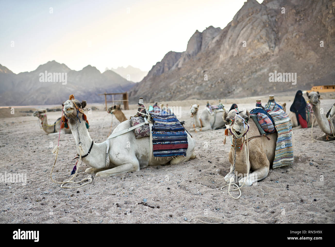 Gruppo di cammelli arabe in appoggio sul terreno all'aperto Foto Stock