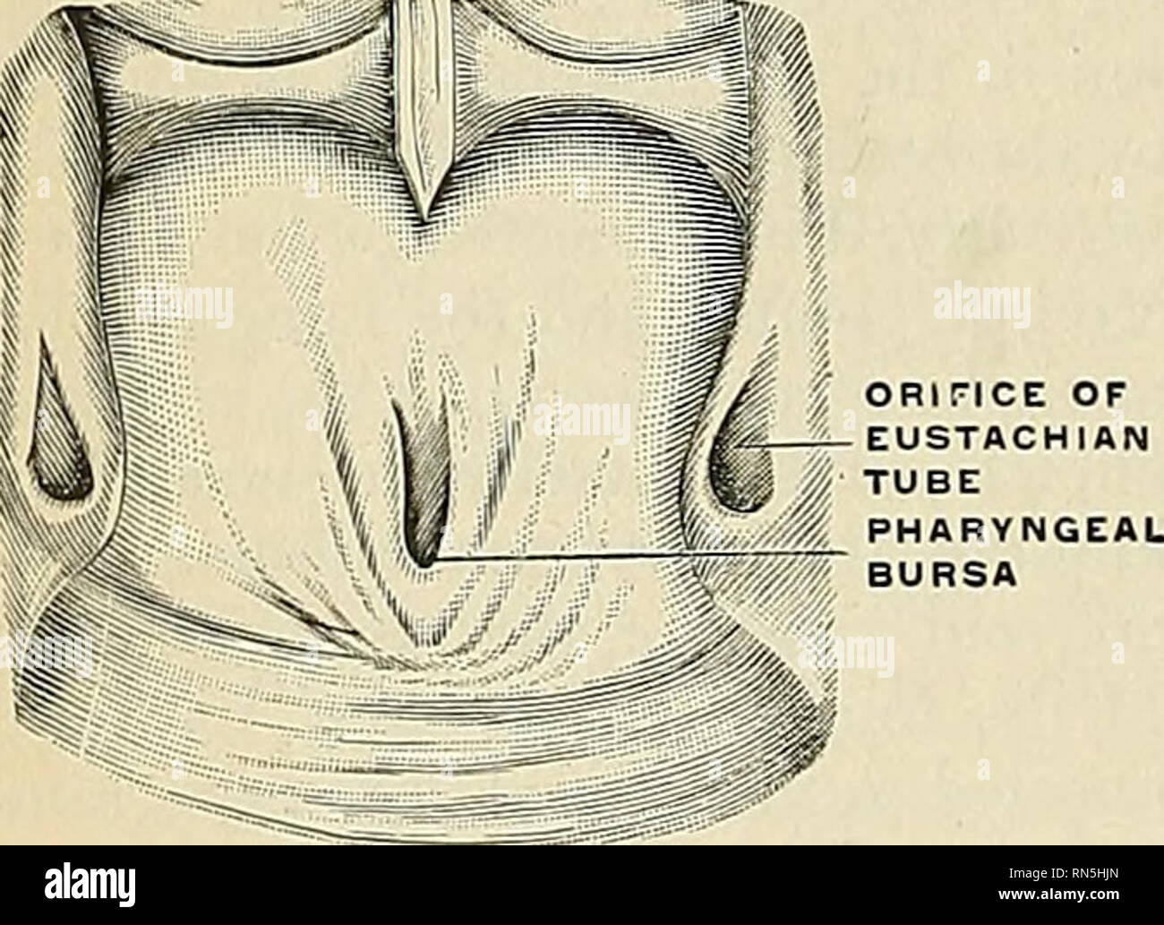 Anatomia, descrittivo e applicata. Anatomia. 1230 gli organi della  digestione l'estremità interna della cartilagine del tubo che eleva la  mucosa- mem brane (Fig. 961). Al fine faringea del tubo è una