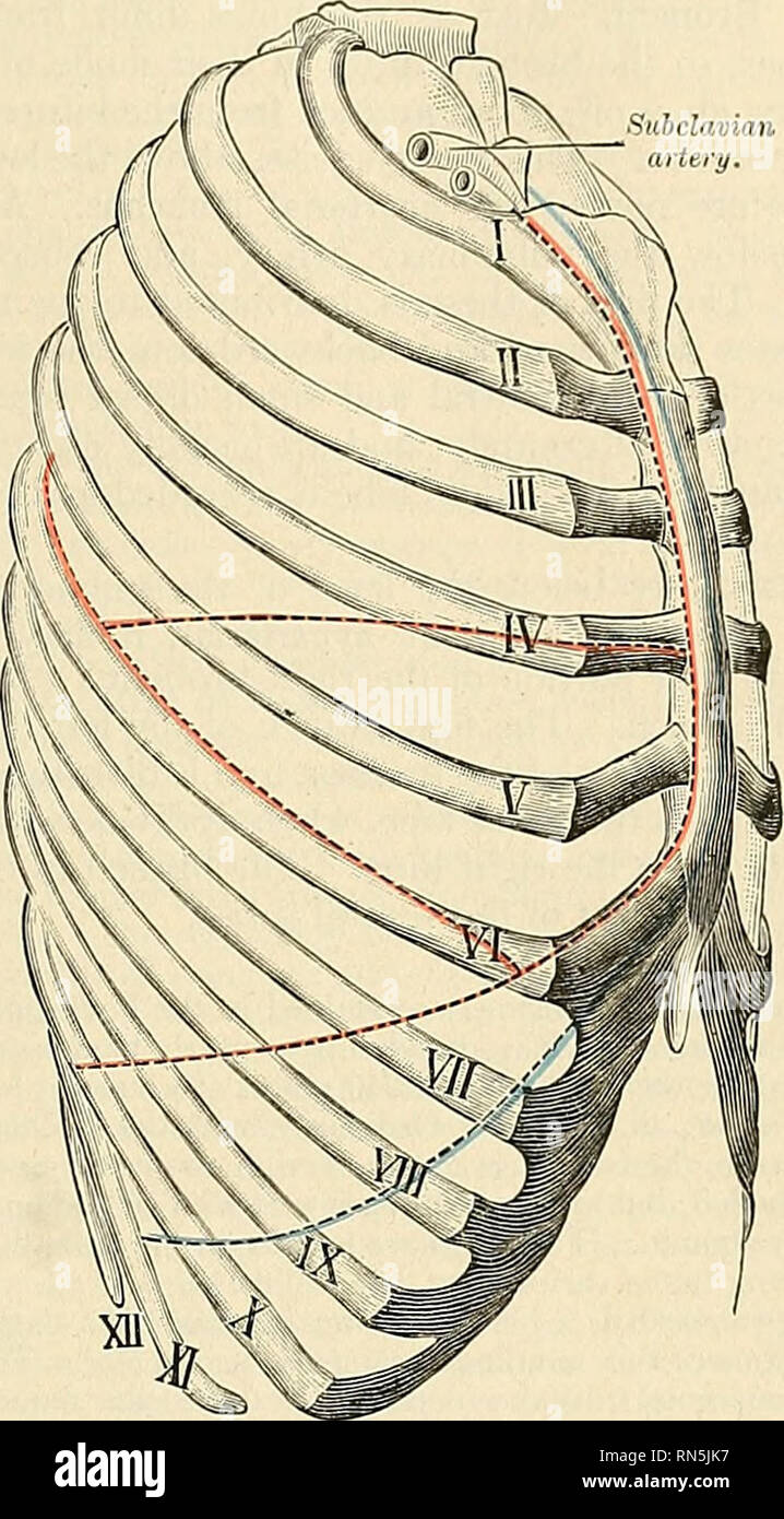 . Anatomia, descrittivo e applicata. Anatomia. I POLMONI 1193 l'inclinazione del cuore al lato sinistro; è anche più breve di un pollice, in conseguenza del diaframma risuig superiore sul lato destro per accogliere il fegato. La radice del polmone {radix jndnwnis) (Figg. 913 e 914).-un po' al di sopra della metà della superficie interna di ciascun polmone, e verso la sua parte posteriore rispetto alla parte anteriore. Fig. 920.-vista laterale del torace, che mostra le relazioni di diritto alla pleura e polmone verso la parete toracica. La linea blu in- dicates la linea di riflessione pleurica; le linee rosse, il contorno del polmone e la sua fiss, in posizione Foto Stock