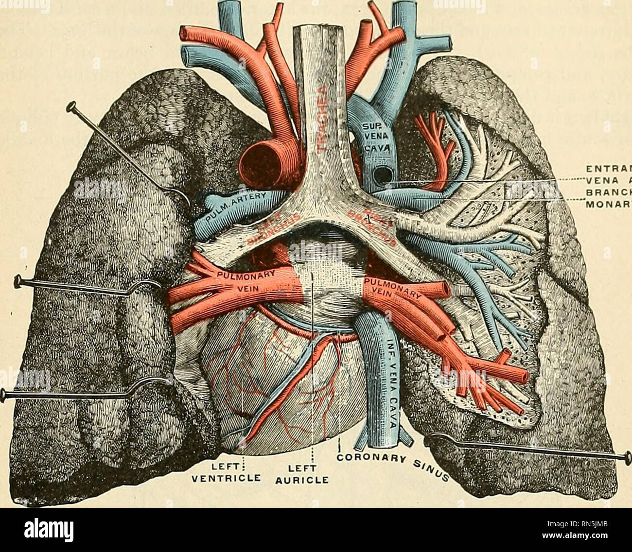 . Anatomia, descrittivo e applicata. Anatomia. I POLMONI 1191 Come visibile sulla superficie, questa fessura inizia l'aspetto interno del hnig presso la parte superiore e la parte posteriore del hihim, e corre indietro e verso l'alto. L'ANCE DI AZYGOS CH DI PUL- RY arteria Fig. 916.-vene polmonari, come si vede in una vista dorsale del cuore e il lun^. I polmoni sono stati tirati fuori dalla linea mediana, ed una parte del polmone destro è stata tagliata per visualizzare i condotti di aria e bloodvessels. (Testut.). Si prega di notare che queste immagini vengono estratte dalla pagina sottoposta a scansione di immagini che possono essere state migliorate digitalmente per migliorare la leggibilità Foto Stock