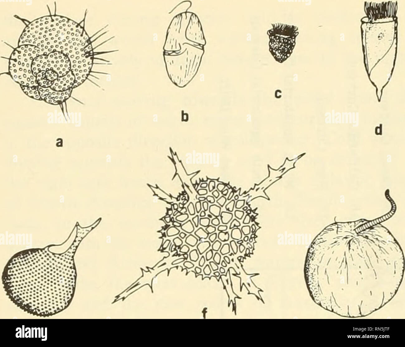 . Ecologia animale. Ecologia animale. FIG. Caratteristica 28-3 holoplankton (Sverdrup e^ o/. 1942). (A) protozoi: a) foramlnlfera Globigerina, b) dinoflagellato Gymnodinium, c) tintinnid Stenosomella, d) tintinnid Flavella, e) radiolarian Proioeysfh, f) un altro radiolarian, g) dinoflagellato Noc^Vuco. gli importi per i gusci di molluschi, gli scheletri di coralli, alcuni protozoi e worm, talune alghe, gli altri organismi e può essere precipitato fuori dell'acqua da batteri. Il silicio è richiesto da spugne, alcuni protozoi e il fitoplancton diatomee. Questi sali tenere in bicicletta attraverso la ecosyst Foto Stock