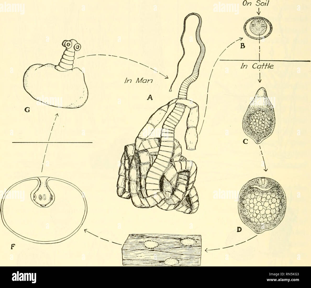 . Biologia animale. Zoologia; biologia. 176 METAZOAN PHYLA 203. La storia della vita di una tenia.-La vita la storia di un cestode (Fig. 87) coinvolge anche due host, l'host finale di diventare infettate con il parassita attraverso mangiare l'ospite intermedio. Una tipica storia di vita è quella della carne di manzo tenia, la tenia saginata (Goeze), l adulto di cui è trovato nell'intestino umano e che passa attraverso le seguenti fasi nella sua vita la storia:. Fig. 87.-diagramma che mostra la vita la storia della tenia saginata. Un, il verme adulto (ridotto), dall'intestino dell'uomo. B, l'uovo (molto ingrandito), contenente sei- Foto Stock