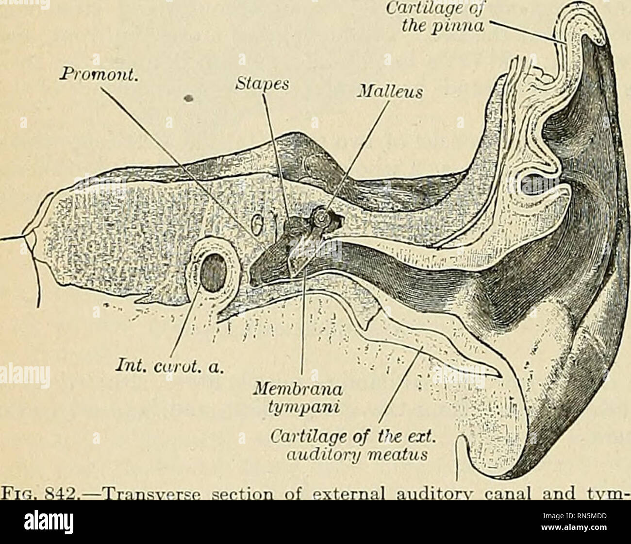 . Anatomia, descrittivo e applicata. Anatomia. 1122 GLI ORGANI DI SENSO