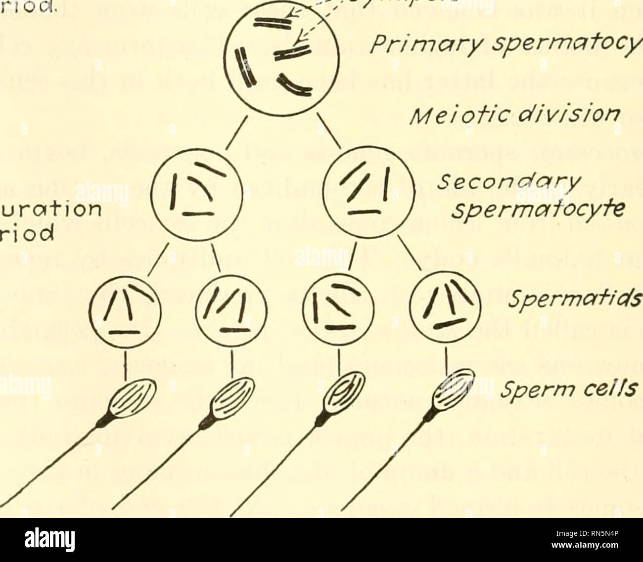 . Biologia animale. Zoologia; biologia. - Gli spermatogoni r- r^ /^^ / ^, ' r&GT; n L- •^- ' e così via per un molto famenumber di divisioni cellulari a^M qualsiasi spermatogonium il periodo di crescita. Periodo Moituration ,,Synapsis spermatocyte primario divisione meiotica '/ secondaria - J Spermatocyte. Lo sperma ce/fs Fig. 44.- Schema illustrante la spermatogenesi, il numero aploide di cromosomi sono quattro e otto diploide. È noto come riduzione di una divisione o la meiosi. Il ridotto numero di cromosomi è noto come il numero aploide, mentre il numero più grande, che si trova in tutte le cellule somatiche e in tutti immaturo ger Foto Stock