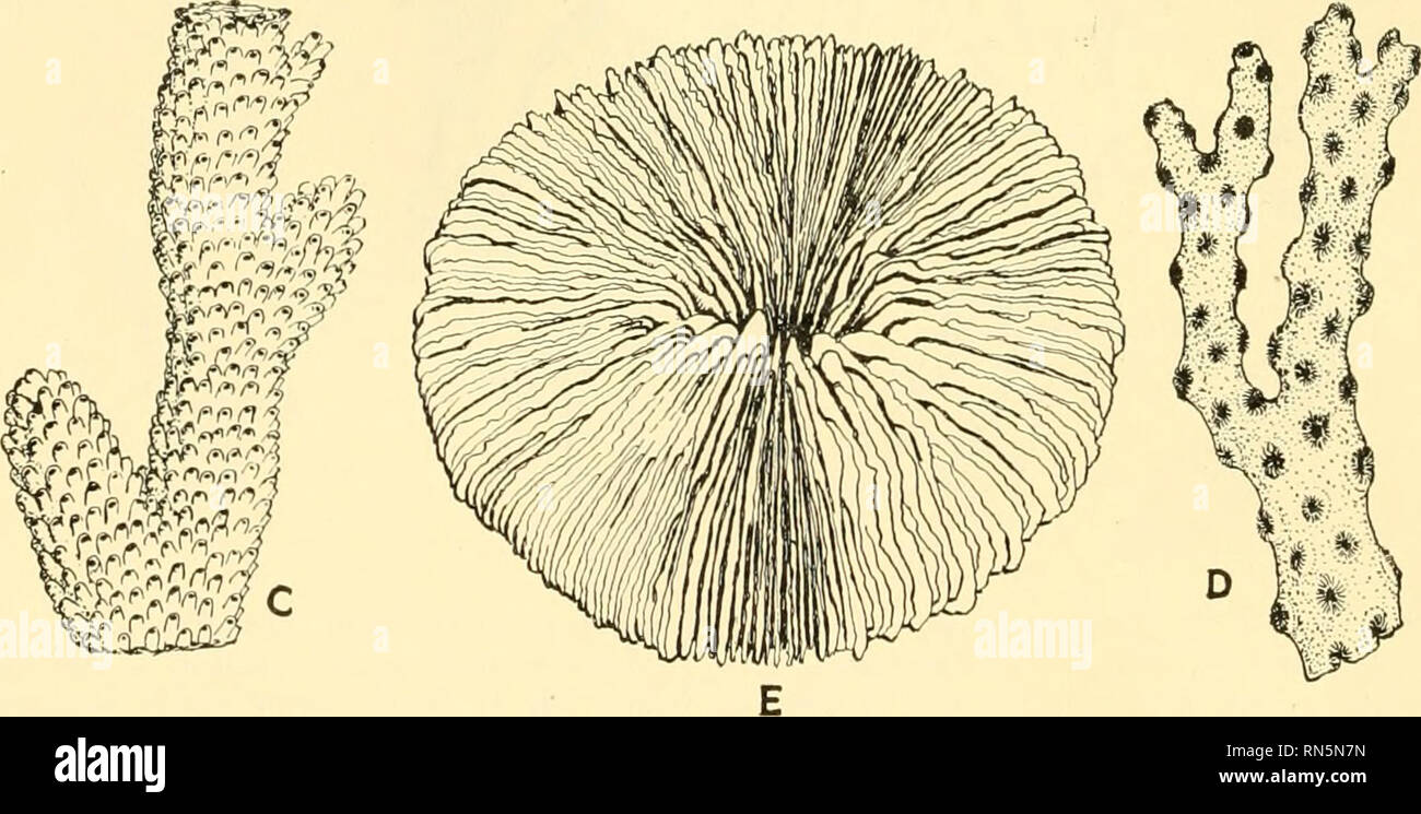 Biologia animale. Zoologia; biologia. Fig. 68.-diversi tipi di coralli  anthozoan. Un cervello, corallo, Mcandrina sinuosa Lesueur. X ^^. B, rosa  corallo, Meandrina meandrites (Linnaeus). X ^'3. C, la porzione di un