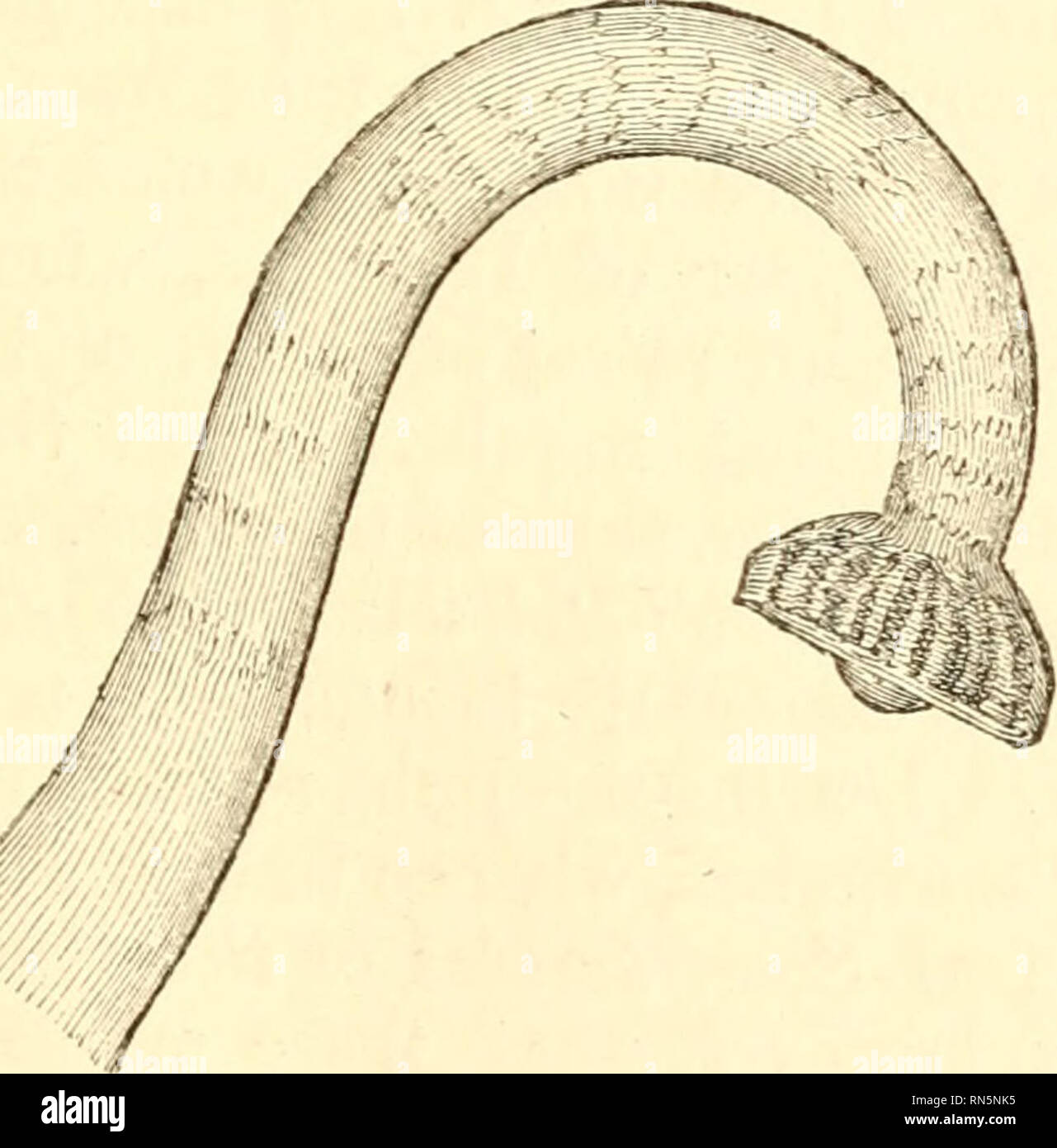 . La creazione animale: un popolare introduzione alla zoologia. Zoologia. Fig. 47.-greex-pea urchin.. Fig. 48.-La figura di sucker del numero di queste ventose è molto grande: in una modalità- rate-dimensionato Urchin, Professor Forbes accreditata sessanta-due righe di pori in ciascuno dei dieci bande; come vi sono tre paii^s di pori in ciascuna riga, il loro numero moltiplicato per 6 e di nuovo da dieci darebbe tremila sette. Si prega di notare che queste immagini vengono estratte dalla pagina sottoposta a scansione di immagini che possono essere state migliorate digitalmente per la leggibilità - Colorazione e aspetto di queste illustrazioni potrebbero non perfettamente resemb Foto Stock