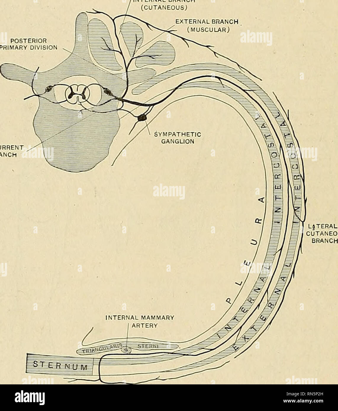 . Anatomia, descrittivo e applicata. Anatomia. 1042 Il NEB SISTEMA VE vicino lo sterno, si incrociano nella parte anteriore della arteria mammaria interna e tri- ano-sterni ularis muscolo, Pierce interna dei muscoli intercostali, anteriore membrana intercostale e pettorale maggiori muscolo, e alimentare il tegumento della parete anteriore del torace e al di sopra della ghiandola mammaria, formando la sezione anteriore nervi cutanea del torace; il ramo del nervo seconda è unita con il supraclavicular nervi del plesso cervicale. Rami.-^numerose e sottili filamenti muscolari {rami musculares) alimentazione " Foto Stock