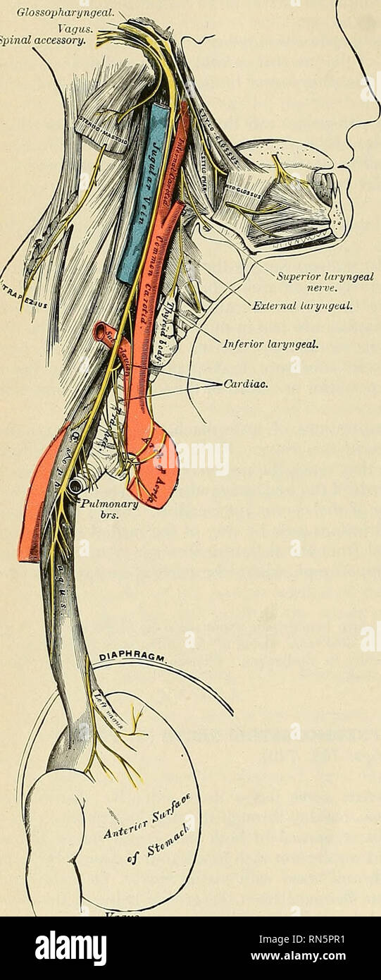Anatomia, descrittivo e applicata. Anatomia. 1004 il sistema nervoso  gh'!Sophari/ngeal spinale setto membranoso che li separa dal  glossopharyngeal, che si trova nella parte anteriore (Fig. 749). Il nervo  in questa situazione