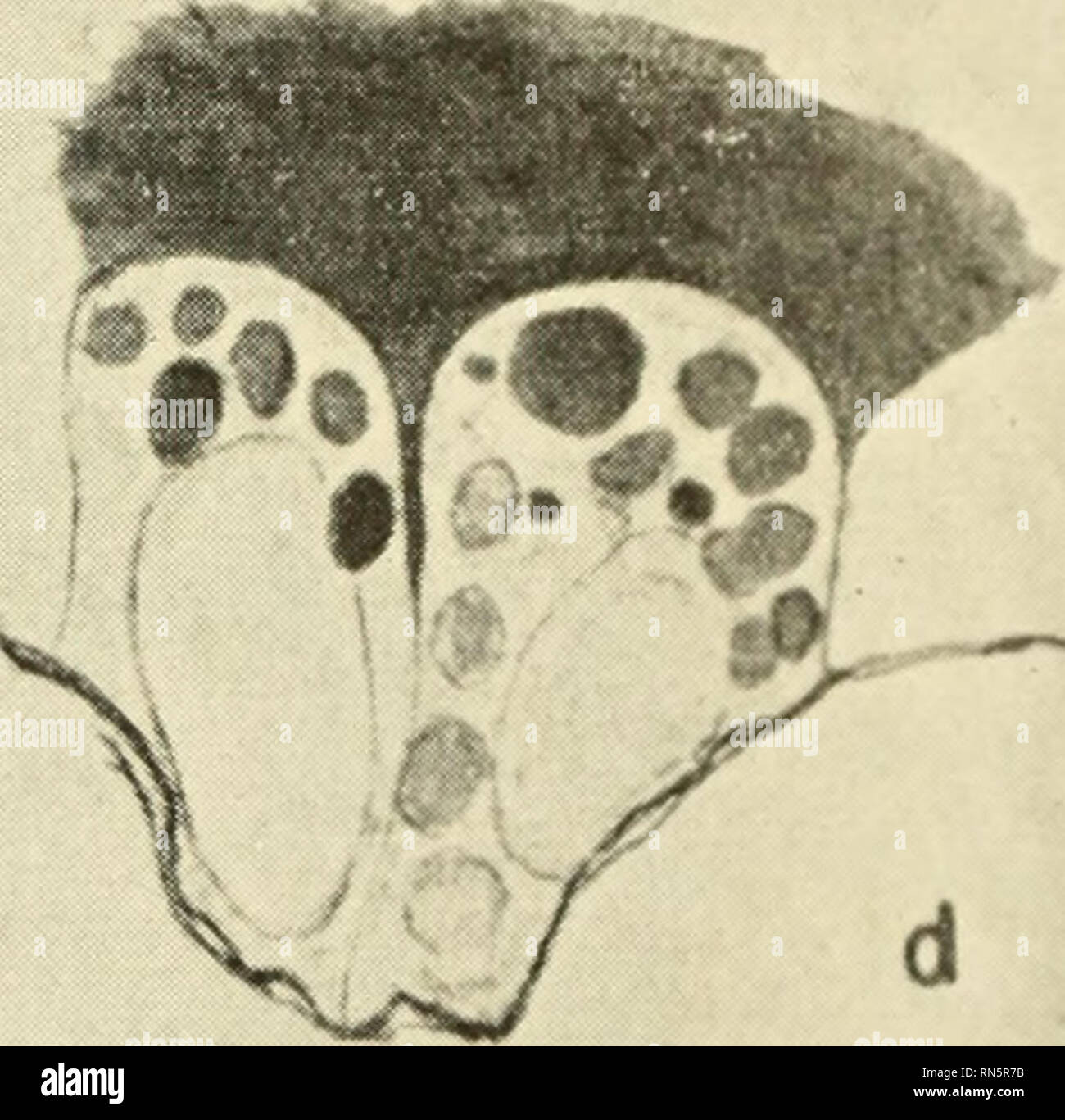 . Gli ormoni animali; un'indagine comparativa. Gli ormoni. Fig. 4-7. Camera lucida disegni di sezioni di ghiandole tiroidea da cavia, cavia, rapidamente congelato-essiccato ad intervalli dopo iniettare- ing dosi standard di ormone stimolante la tiroide, TSH ( &lt; 2150). (A e B) dopo mezz'ora e (c) dopo 6 ore dal momento di iniettare- ione, per mostrare un aumento graduale nella cella-dimensioni e accumulo di goccioline in prossimità della superficie interna delle celle, attraverso il quale alcuni sono passando nel negozio intrafollicular di colloide sopra; (d e e) una fase successiva con aumento di altezza di cella e una inversione della paurosa Foto Stock