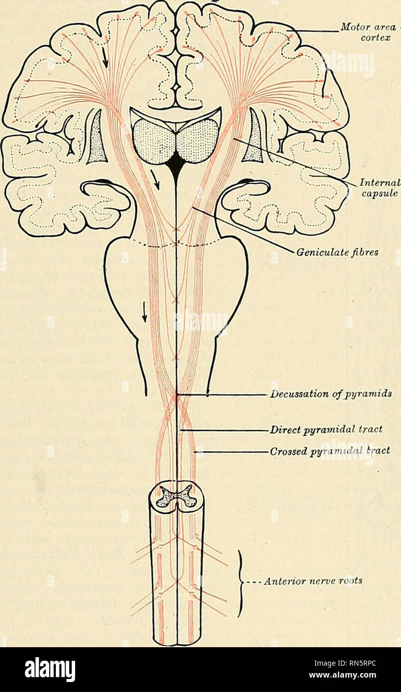 Anatomia, descrittivo e applicata. Anatomia. Il IIEAIISPIIERES cerebrale  951 il talamo, inserire la capsula interna di passare verso la corteccia,  in parte attraverso il nucleo lenticolare, in parte nella zona di