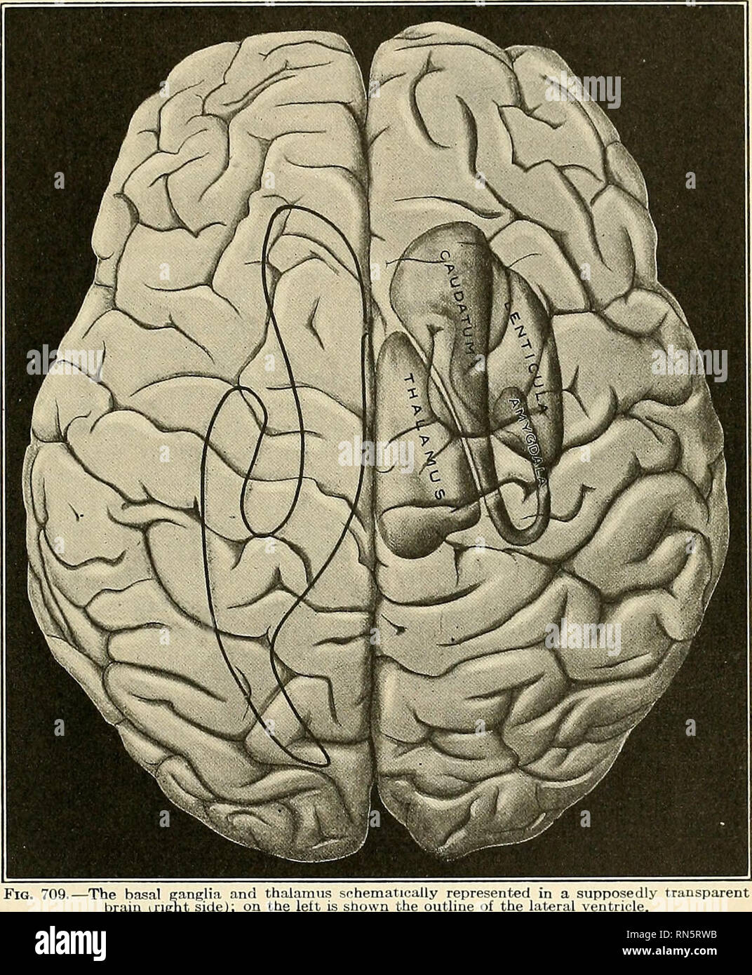 Anatomia, descrittivo e applicata. Anatomia. Gli emisferi cerebrali 947  forma con una molto attenuato di coda. La grande, spessa testa sporge verso  la sezione anteriore cornu, mentre la sua coda più