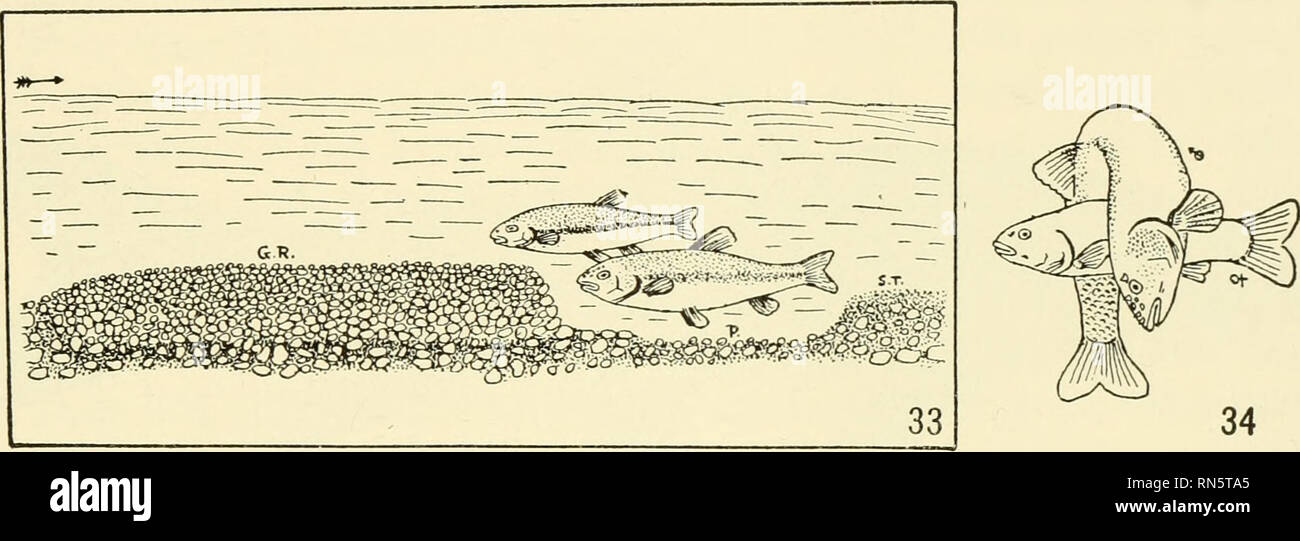 . Comunità di animali in moderato America : come illustrato nella regione di Chicago; uno studio in ecologia animale. Ecologia animale; Zoologia -- Illinois a Chicago. Flussi intermittente 91 ossigeno-consumando escrezioni e decadendo materiale vegetale. Questo potrebbe causare la morte di ardito pesci. Allee (53) trovato molto poco ossigeno nelle acque di tale pool. Come è, le piscine spesso fino a secco e i pesci muoiono. Il secondo pesce per inserire un piccolo ruscello che sembra avere molti dei caratteri del primo. Di solito è il rosso-panciuto dace (Chrosomus erythrogaster), che genera sulle spiagge sabbiose o ghiaiose inferiore (93) ma Foto Stock
